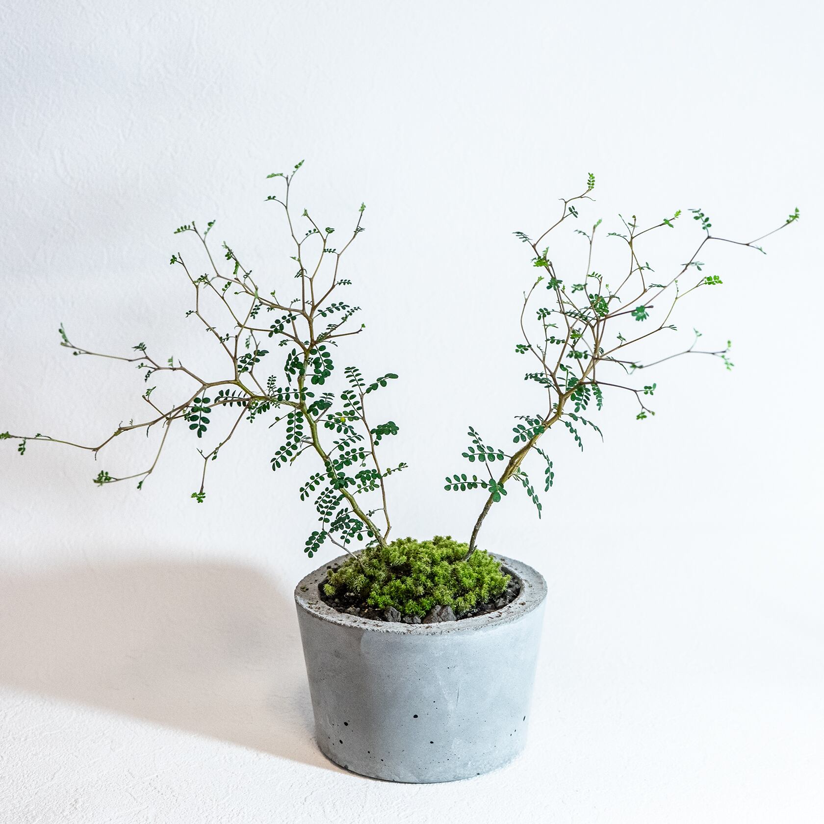デスクに置ける観葉植物 ミクロフィラとスナ苔の鉢植え ザラっとした風合いのモルタル鉢 送料全国一律850円 アトモスフィア 苔をあしらった観葉植物や花草 苔玉などの通販