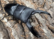 【WD】《ミンダナオヒラタクワガタ 87mm A’品ペア》