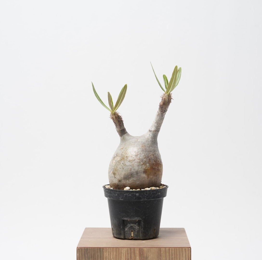 パキポディウム グラキリス no.2〈発根済み〉 | SPECIAL OTHER WORKS