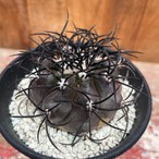 Copiapoa griseoviolacea【コピアポア・栗星玉・実生】