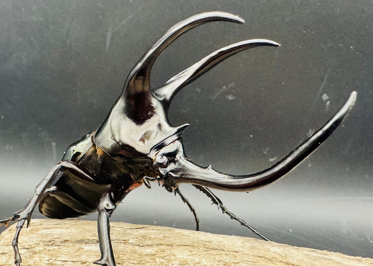 【WD】《モーレンカンプオオカブト 102mm ペア》