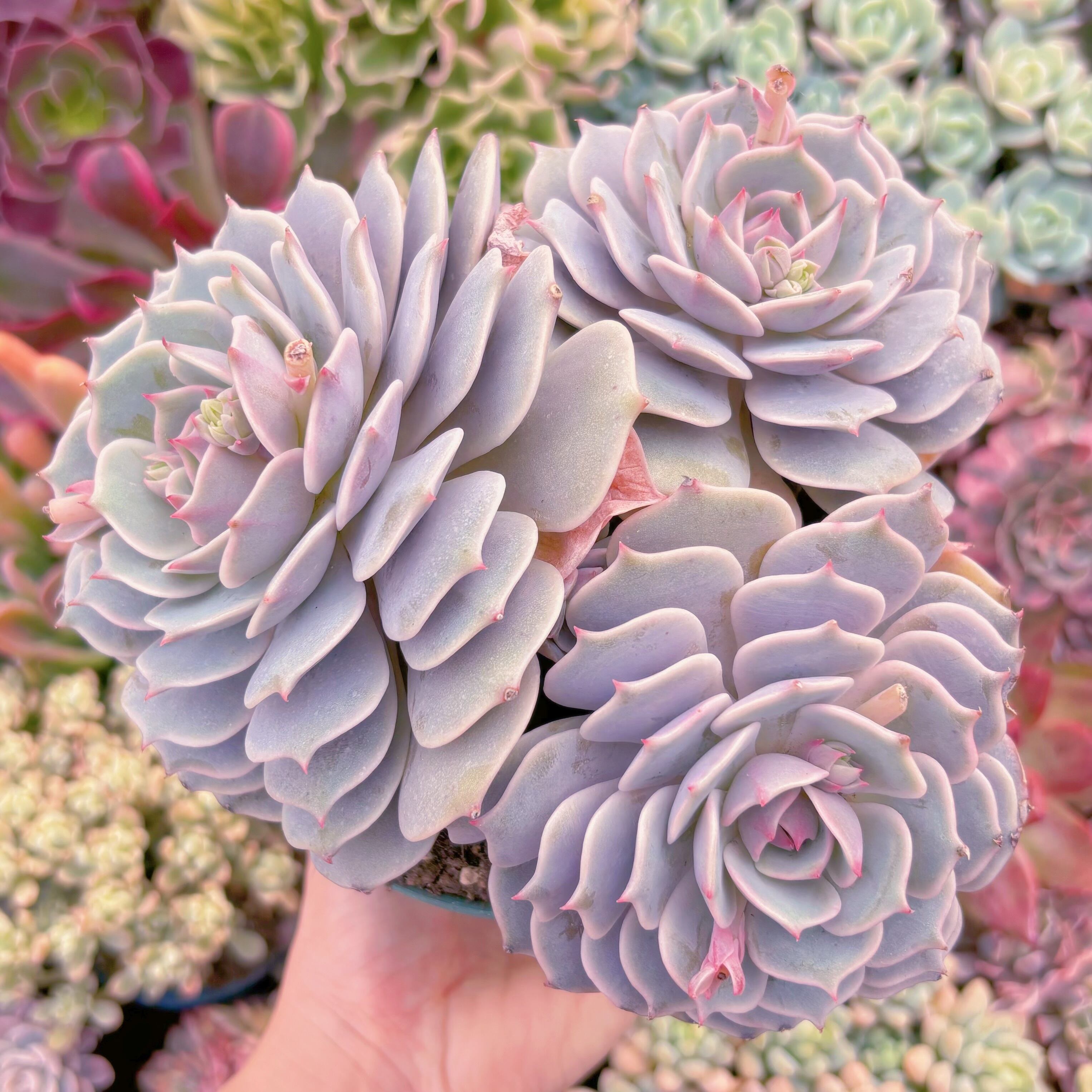 現品　ローラ#600　特大群生　新入荷　るる農園