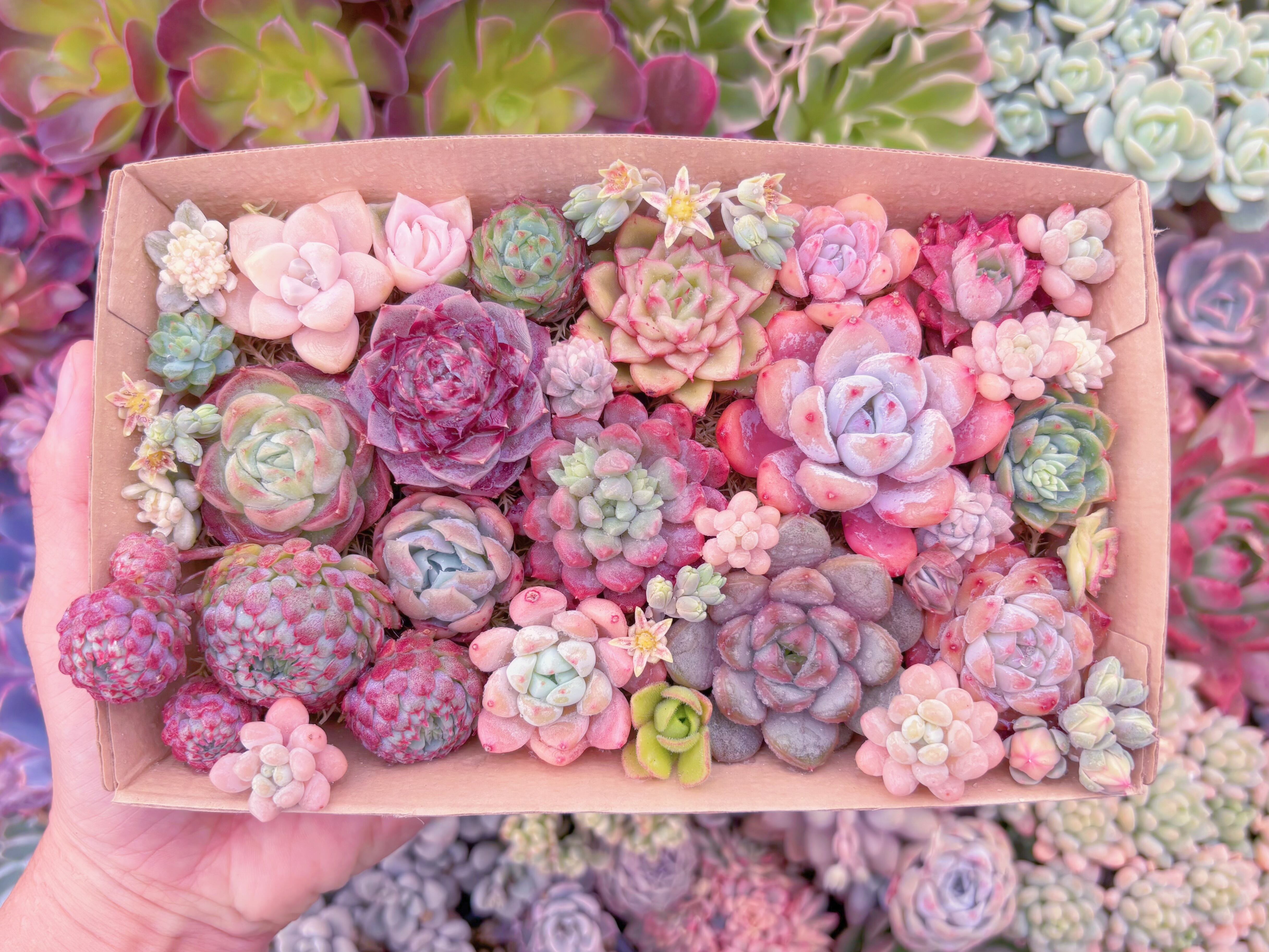 現品　寄せ植えセット#618　12cmx20cm　るる農園