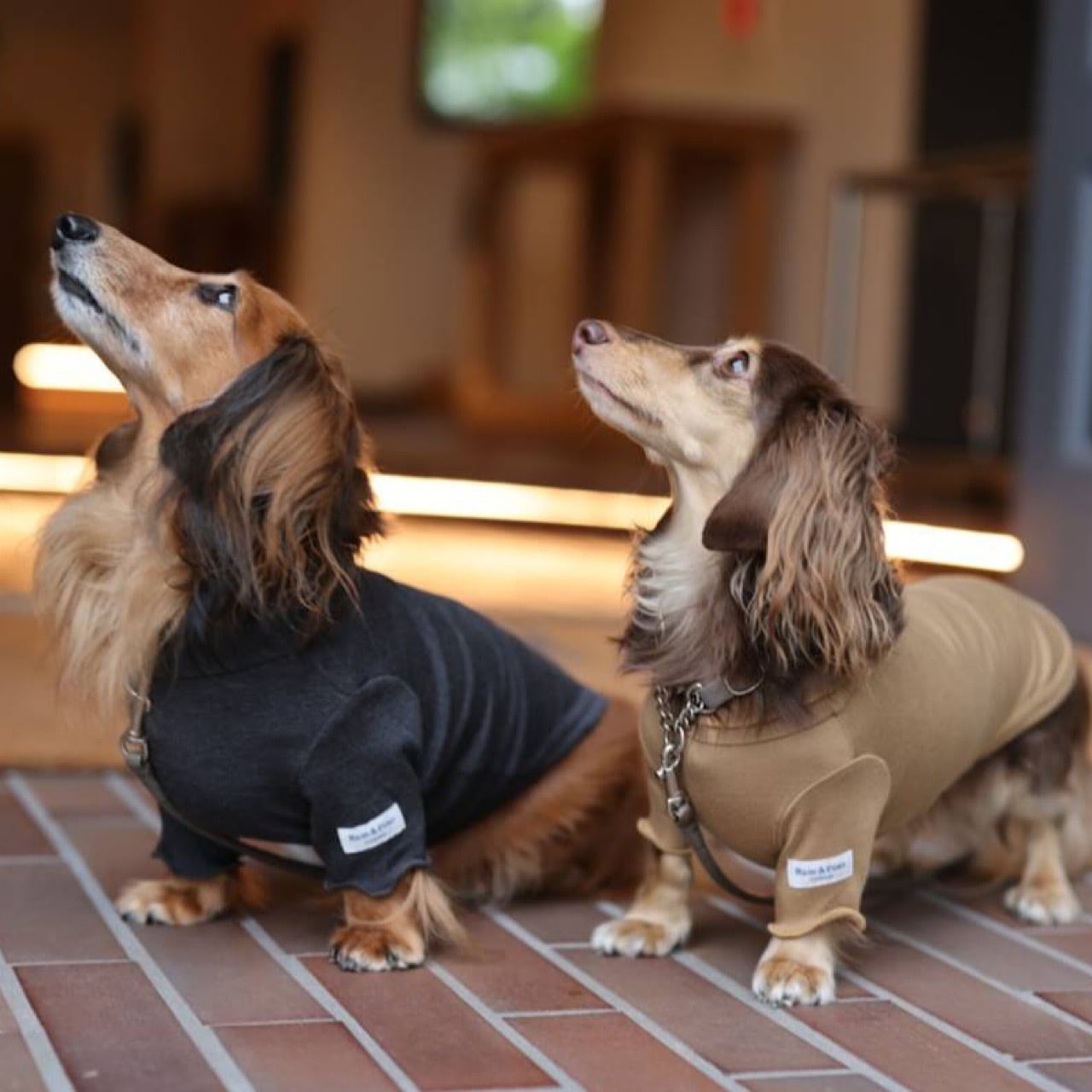 あったかインナー | カニンヘンダックスとミニチュアダックス専門のお