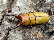 【WD】《オキピタリスノコギリ亜種astericus 38mm ペア》