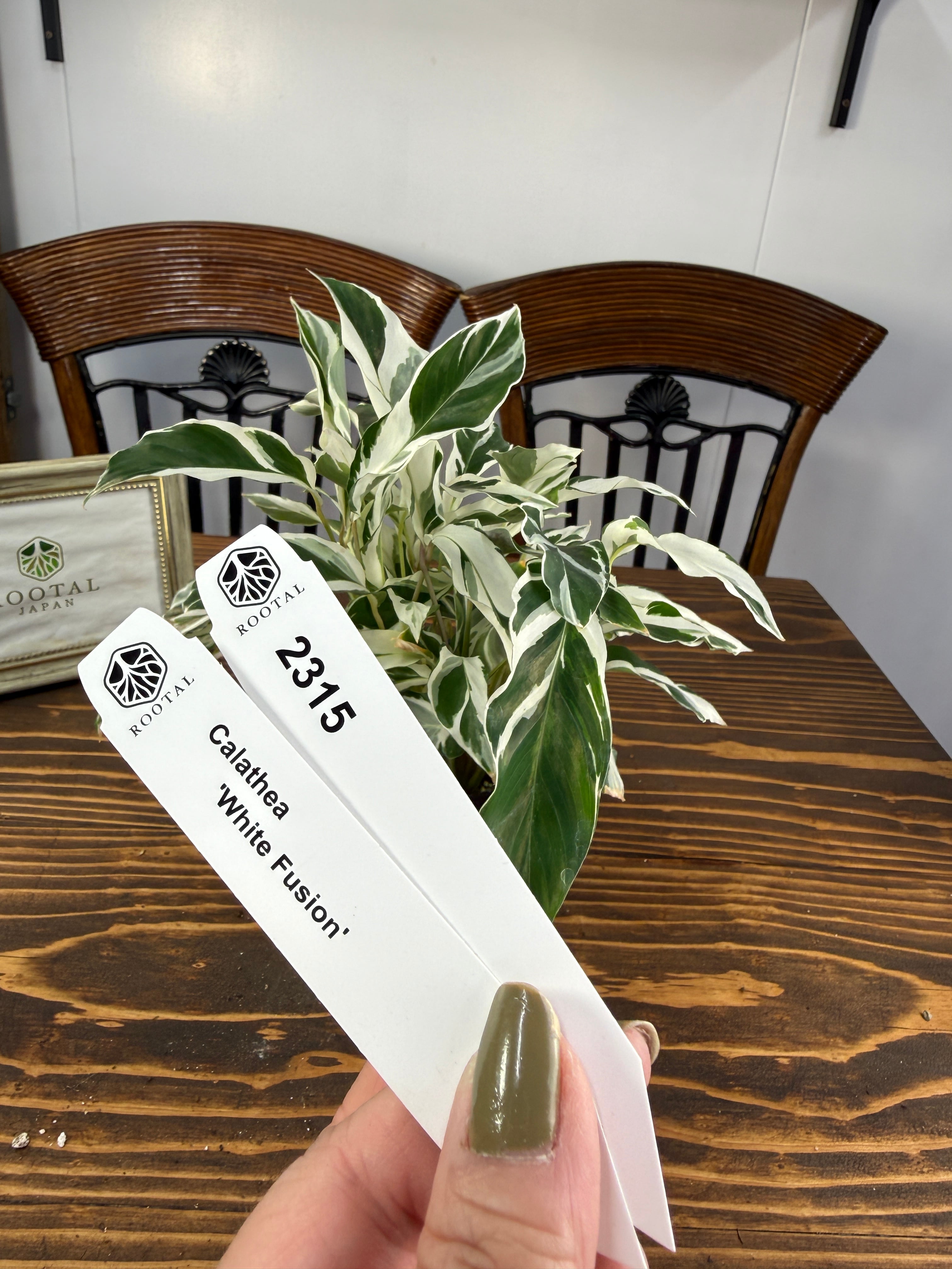 ★2315 カラテア ホワイトフュージョン(3.5号ポット)