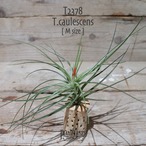 【送料無料】caulescens M (花芽付き)〔エアプランツ〕現品発送T2378