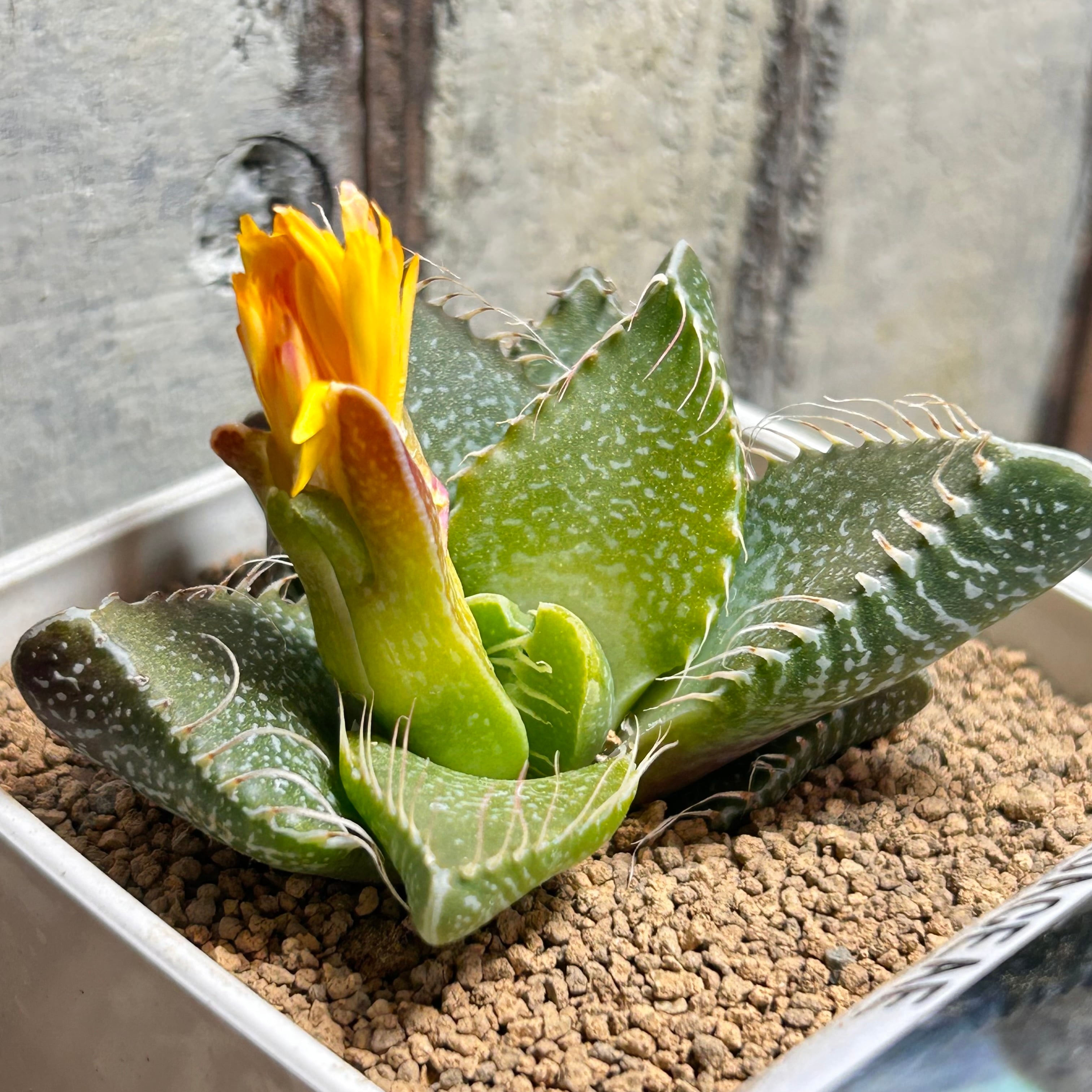 ピンクドラゴン | RuPo 多肉植物専門店