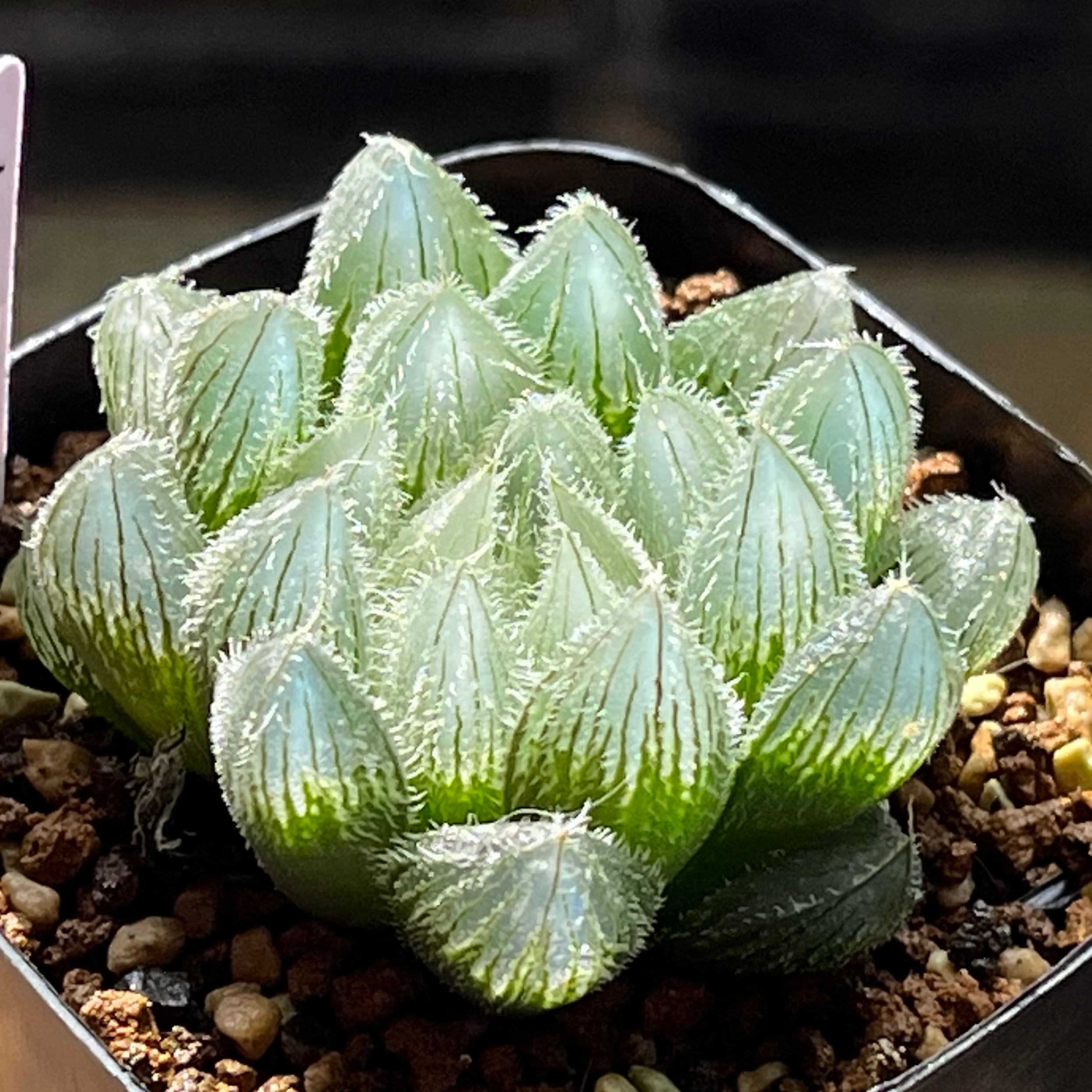 ベヌスタ系 | mocono_plants