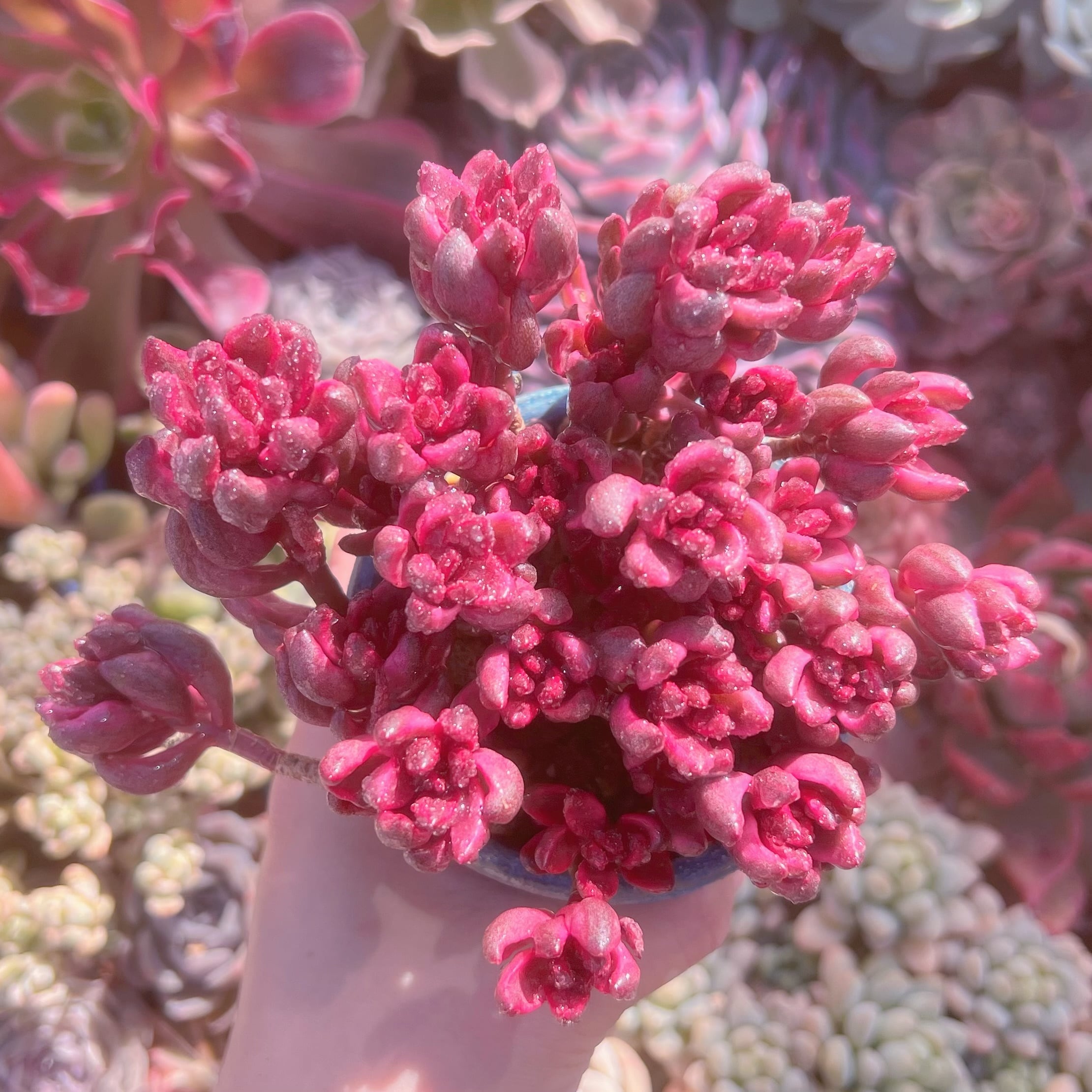 現品　チョコレート錦#600　群生　るる農園