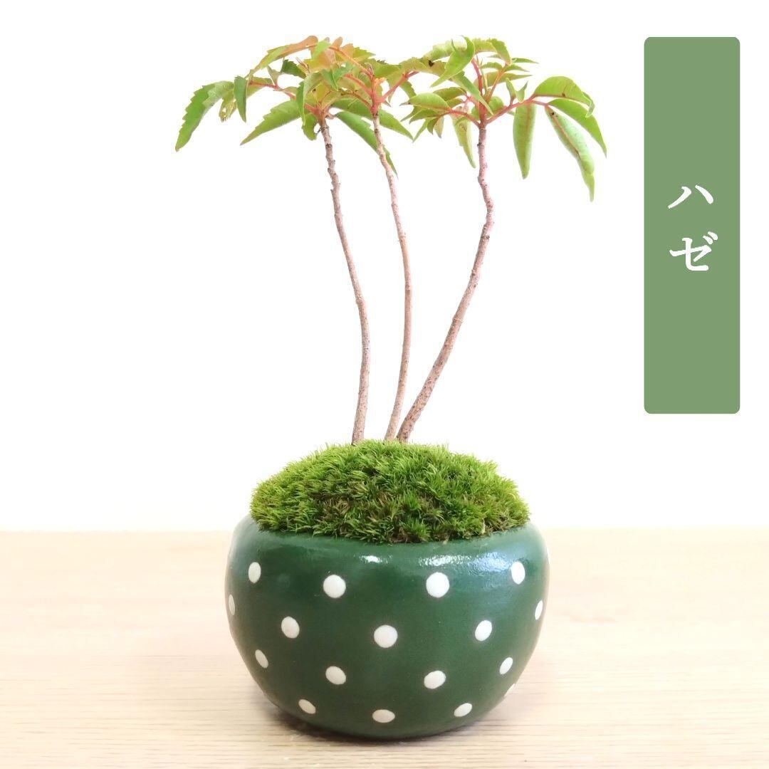 POTOCO 唐楓 楓 カエデ 観葉植物 陶器鉢 盆栽 小品盆栽 苔玉 苔 | POTOCO