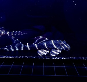 エンペラーぺコルティア