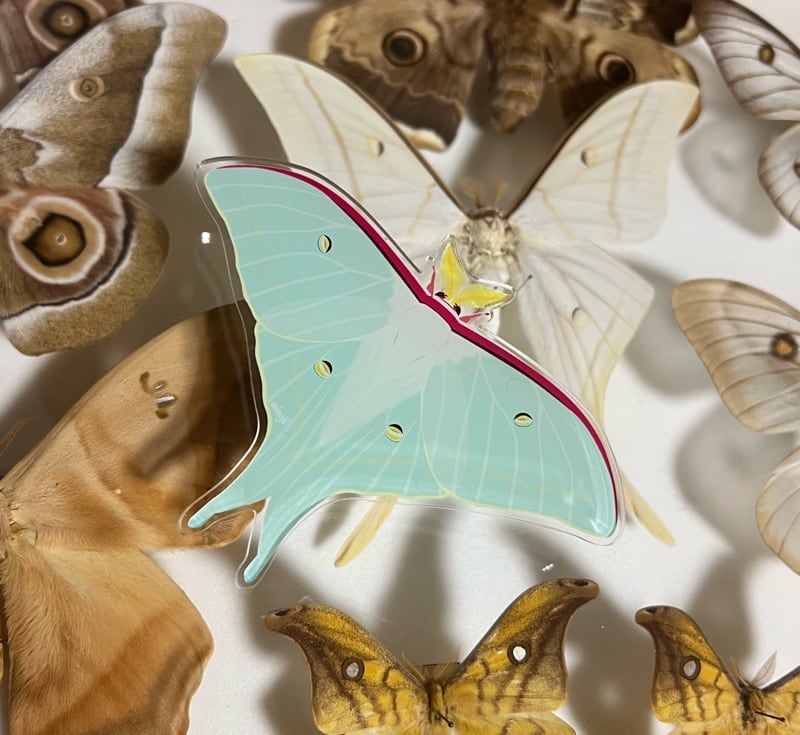 オオミズアオ クリップブローチ | みのじ いきもの雑貨店 カメグッズ