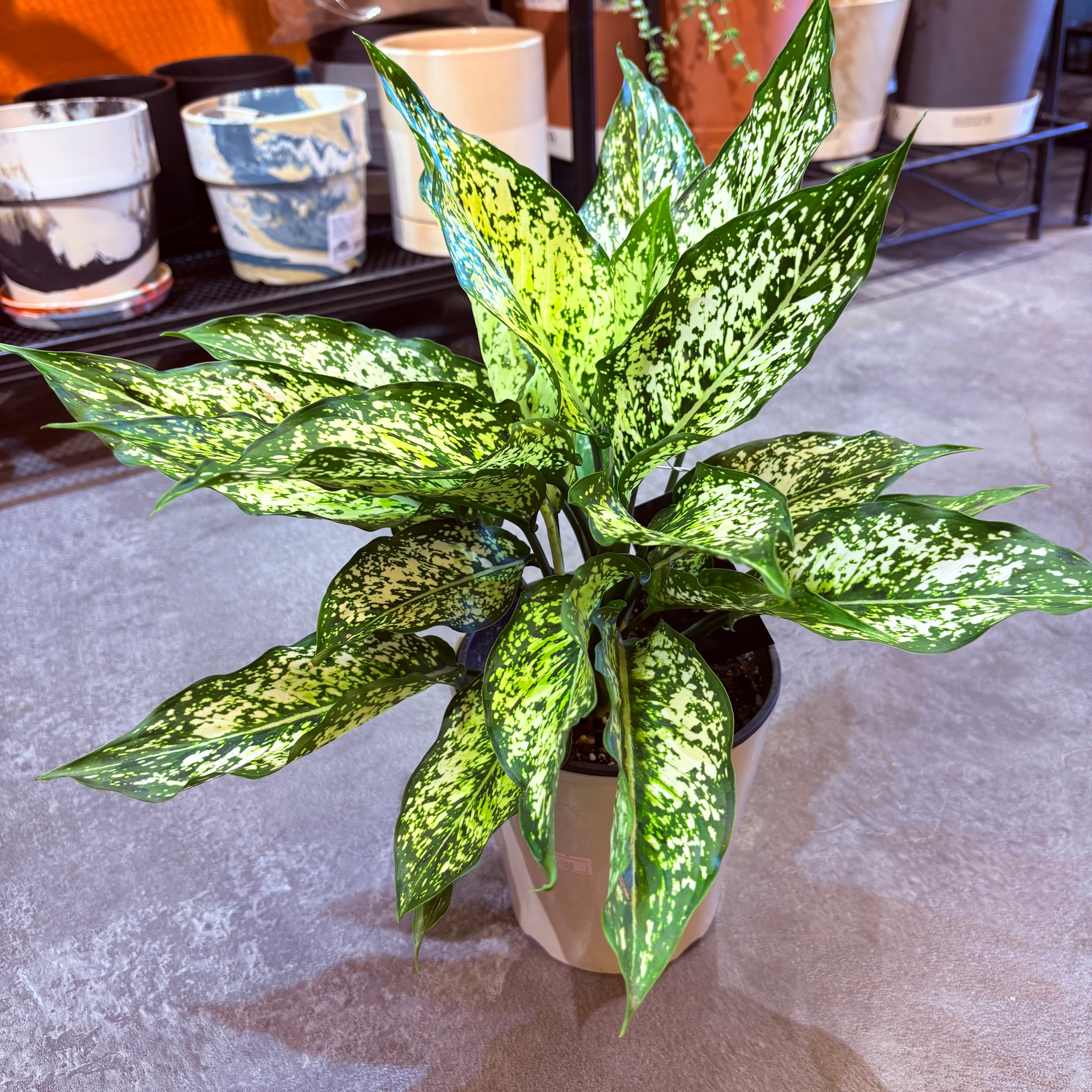 アグラオネマ SP 5号【荒木植物園さん】 | Green Vibes 宇都宮市の観葉