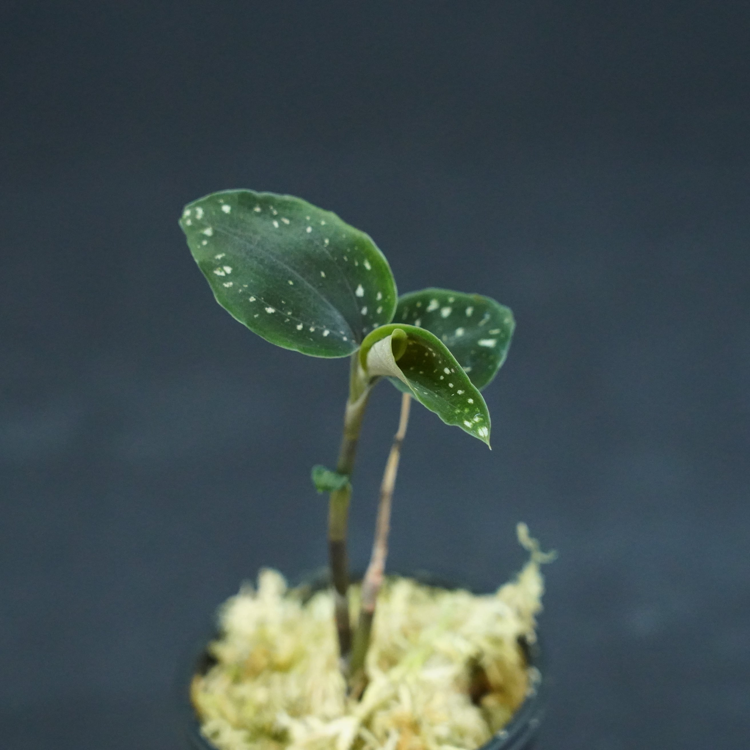 ◇現品◇ミクロキルス トリダックス（緑）【ジュエルオーキッド宝石蘭