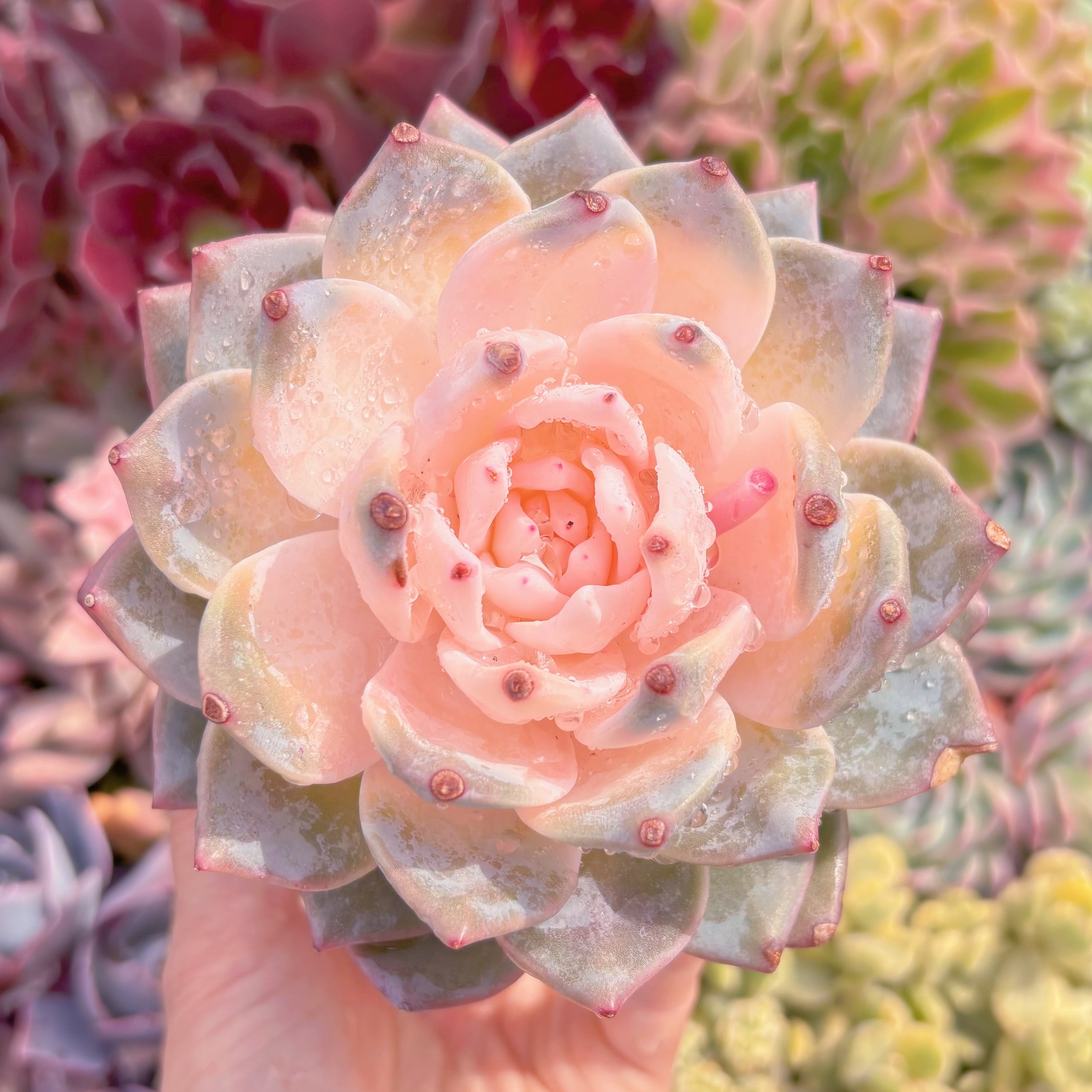 現品　ブルーバード錦#C58　大苗　るる農園