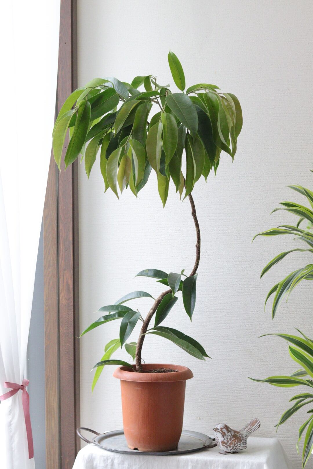 おしゃれ観葉♡フィカス【アムステルダムキング】 おしゃれ観葉♡フィカス【アムステルダムキング】 | Total Plants Egret