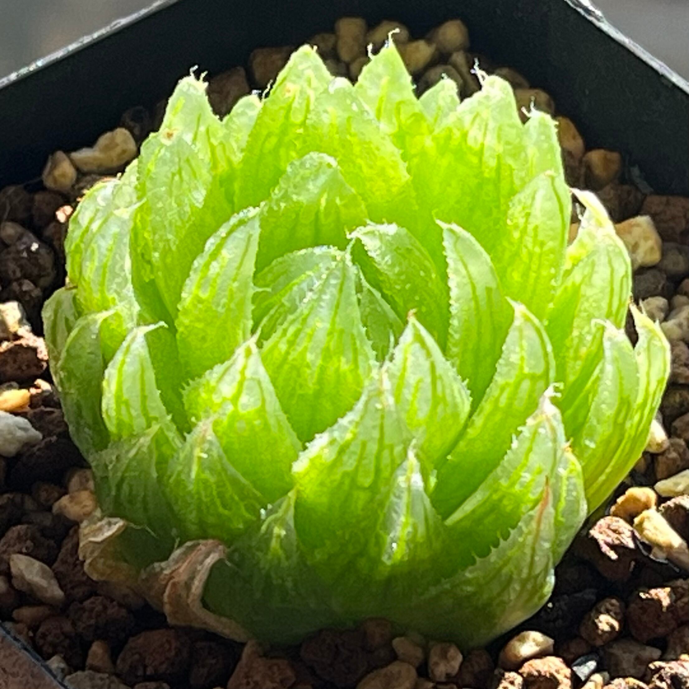 ハオルチア スターズフェアリー Yahoo!オークション - ハオルチア スターズフェアリー（星辰の妖精）