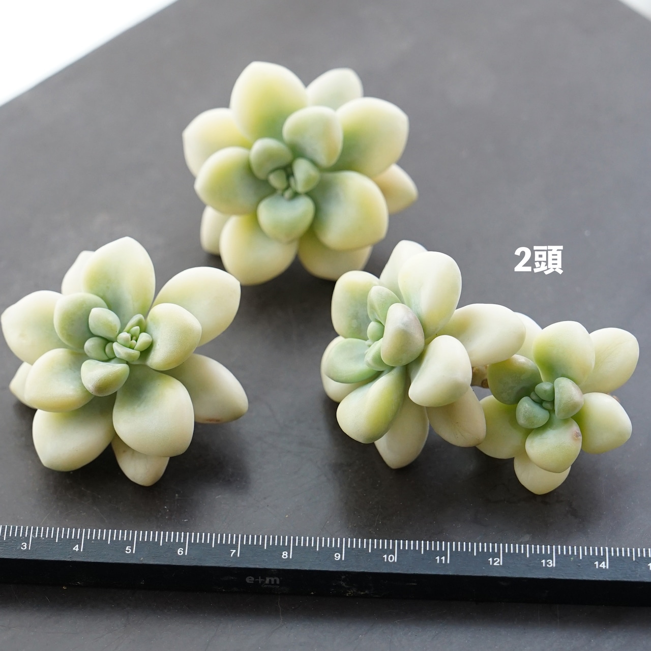 カット苗 エレン錦 Graptoveria 'Ellen Variegated'