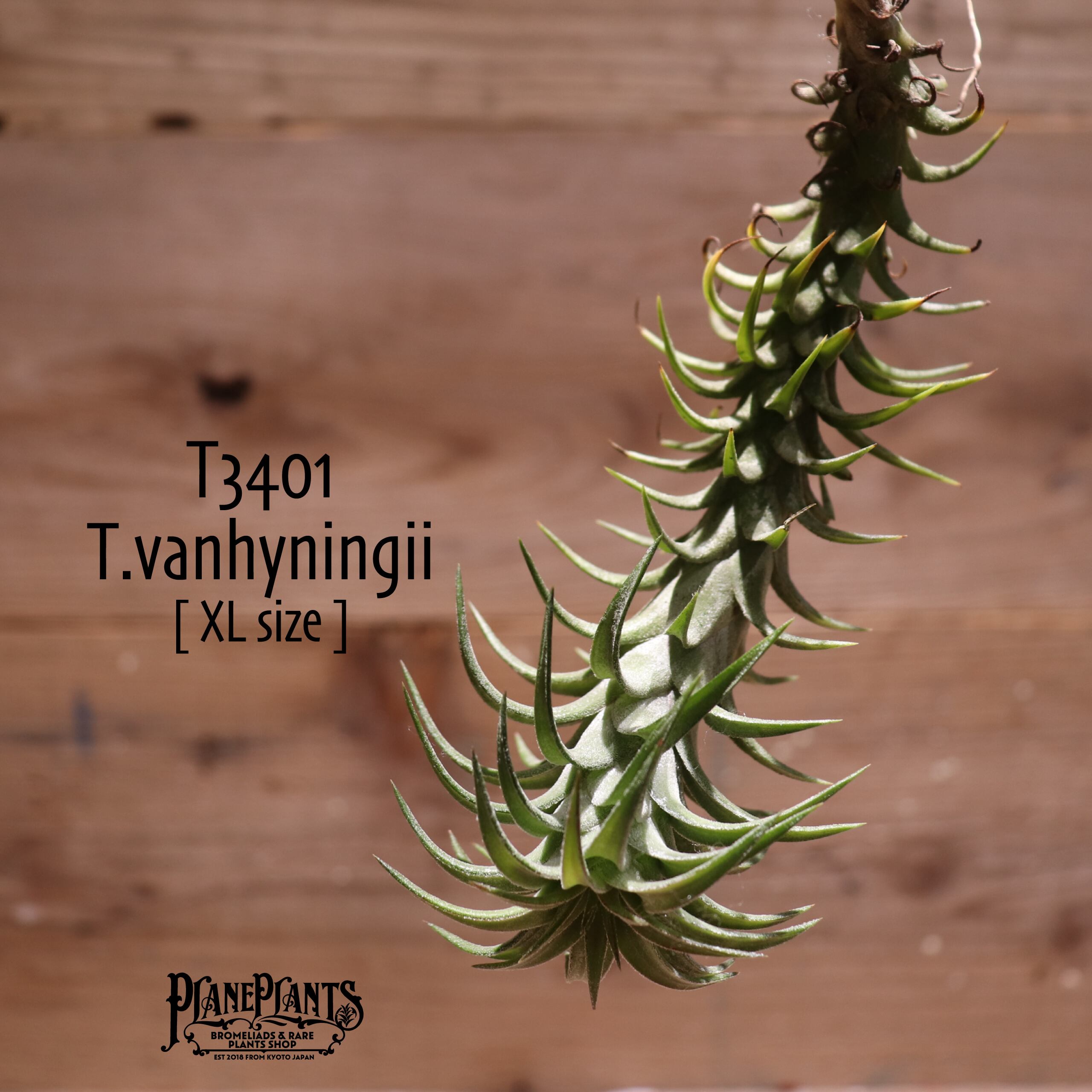 【送料無料】vanhyningii〔エアプランツ〕現品発送T3401