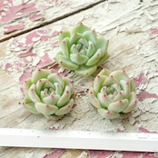 カット苗 ホワイトラタム Echeveria 'Whtie Ratam'