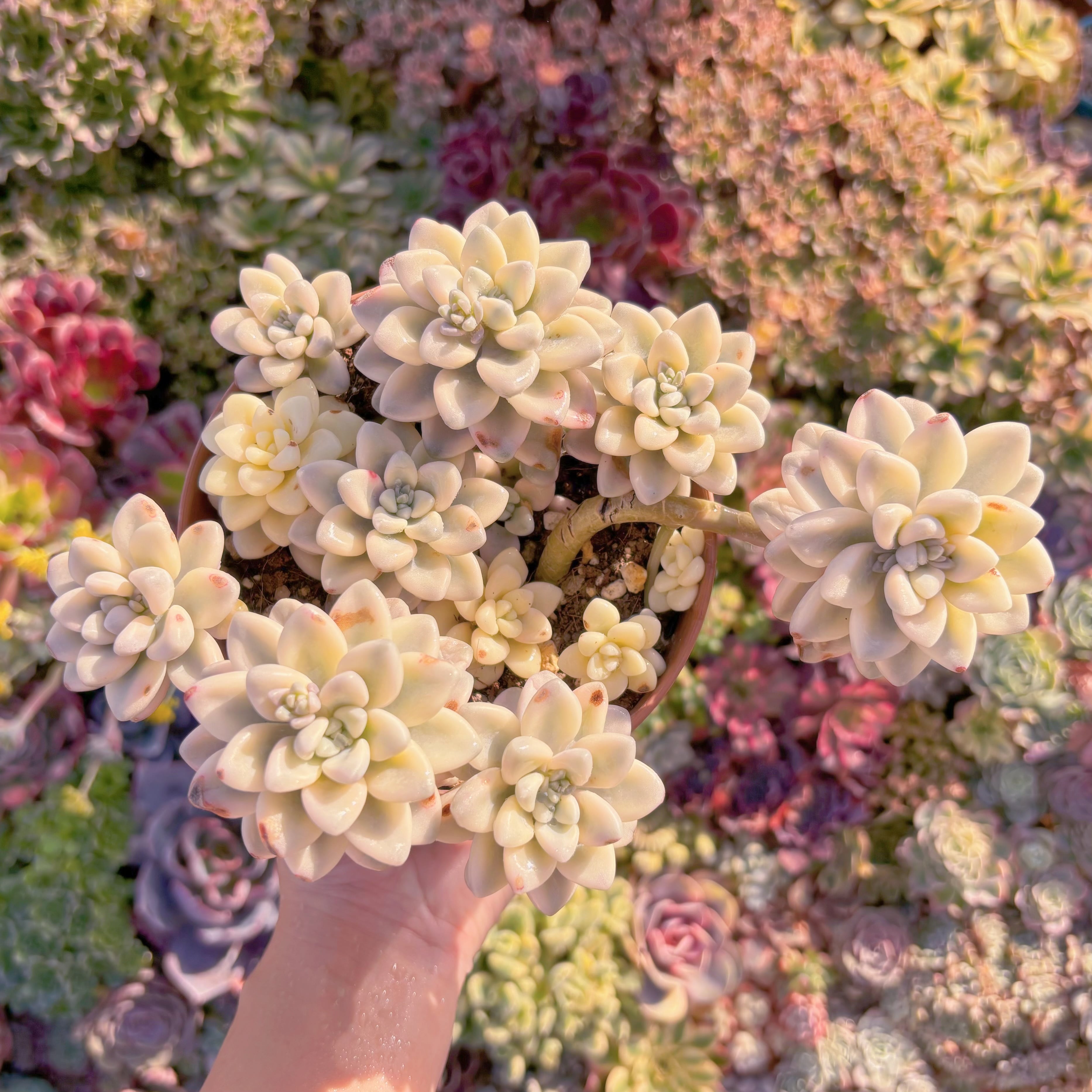 現品　エイレン錦#M011　特大群生　るる農園