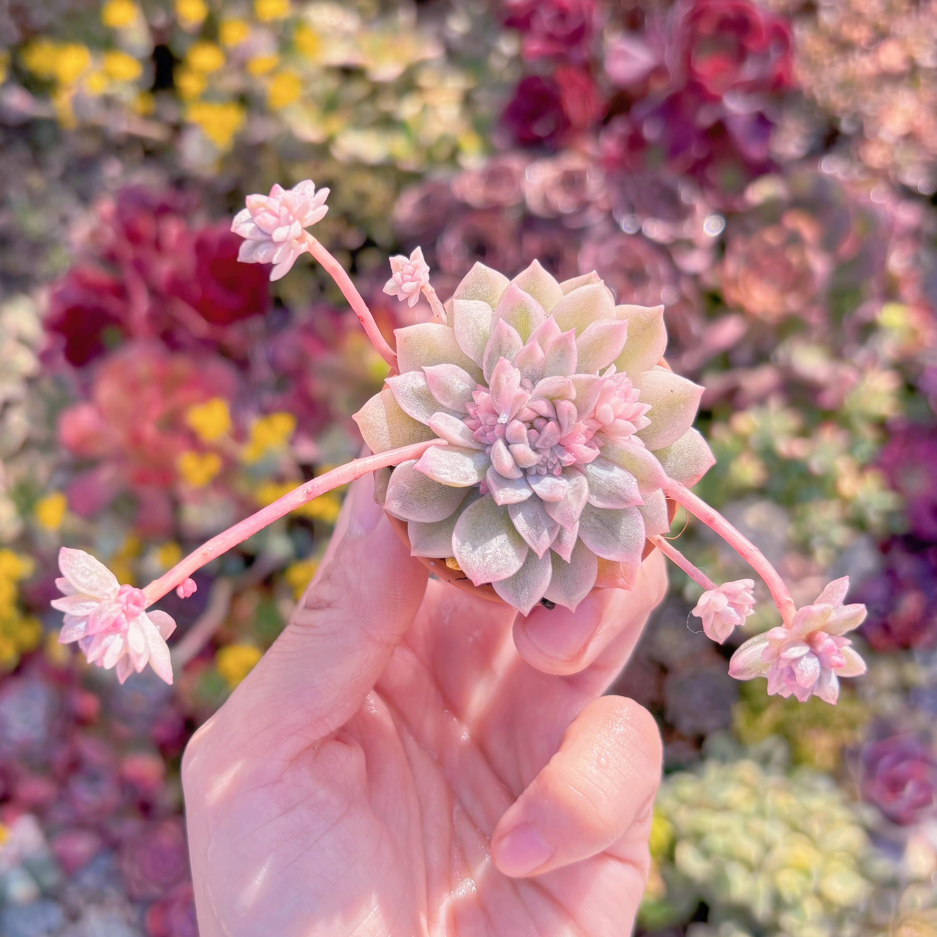 多肉植物　プロリフィカ錦　新入荷　るる農園