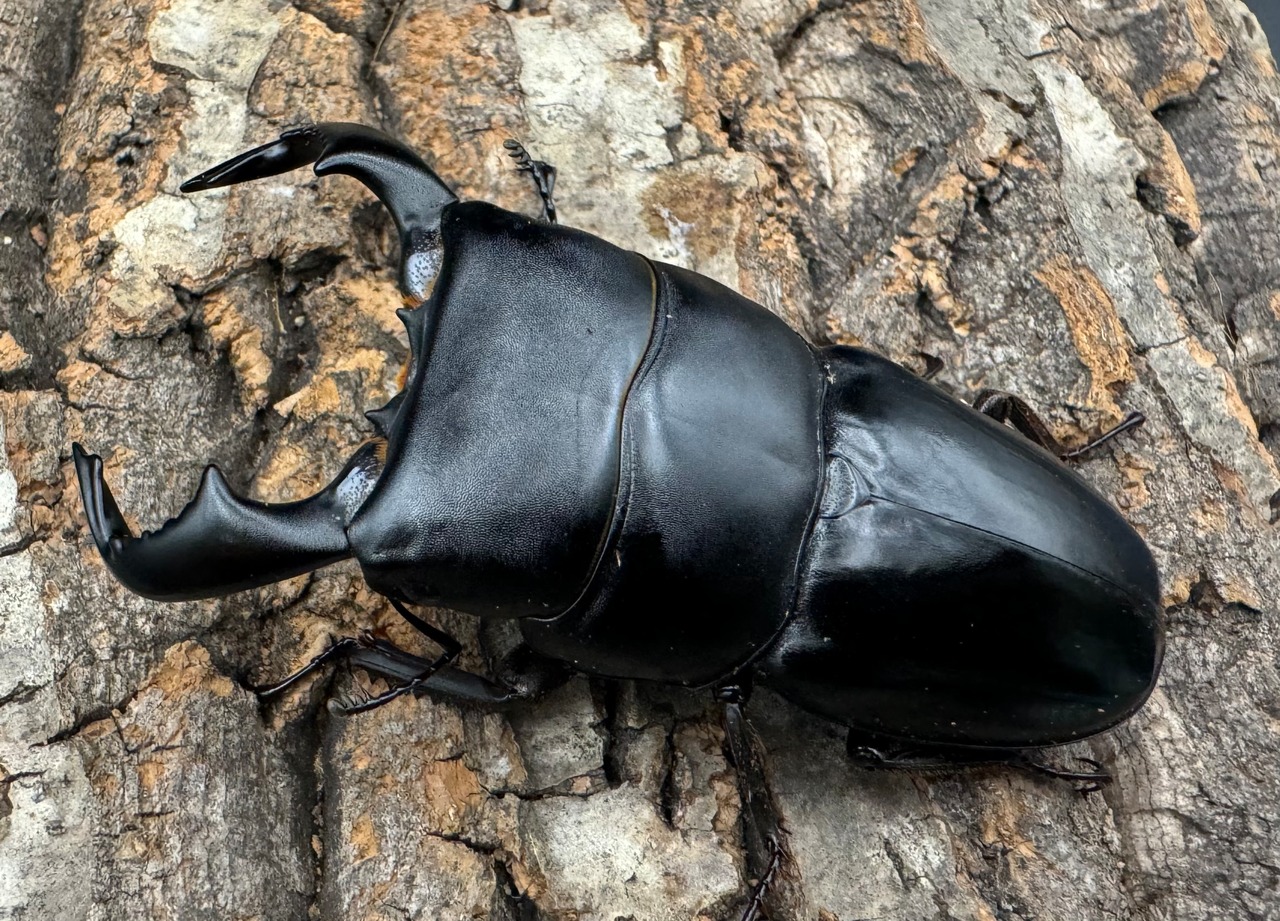 【WD】《ダイオウヒラタ 東ジャワ産 80mm ペア》