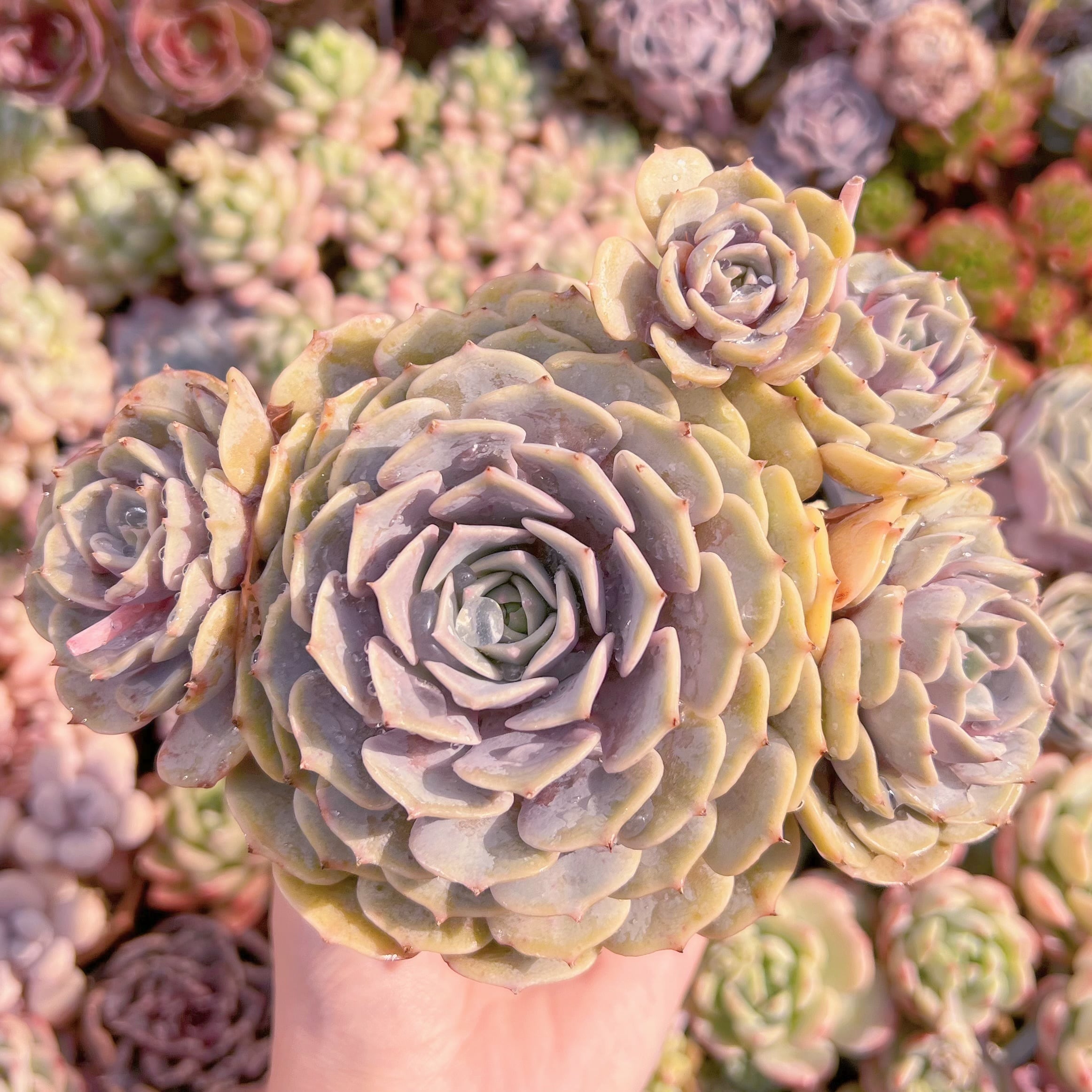 現品　ローラ#008　特大群生　新入荷　るる農園