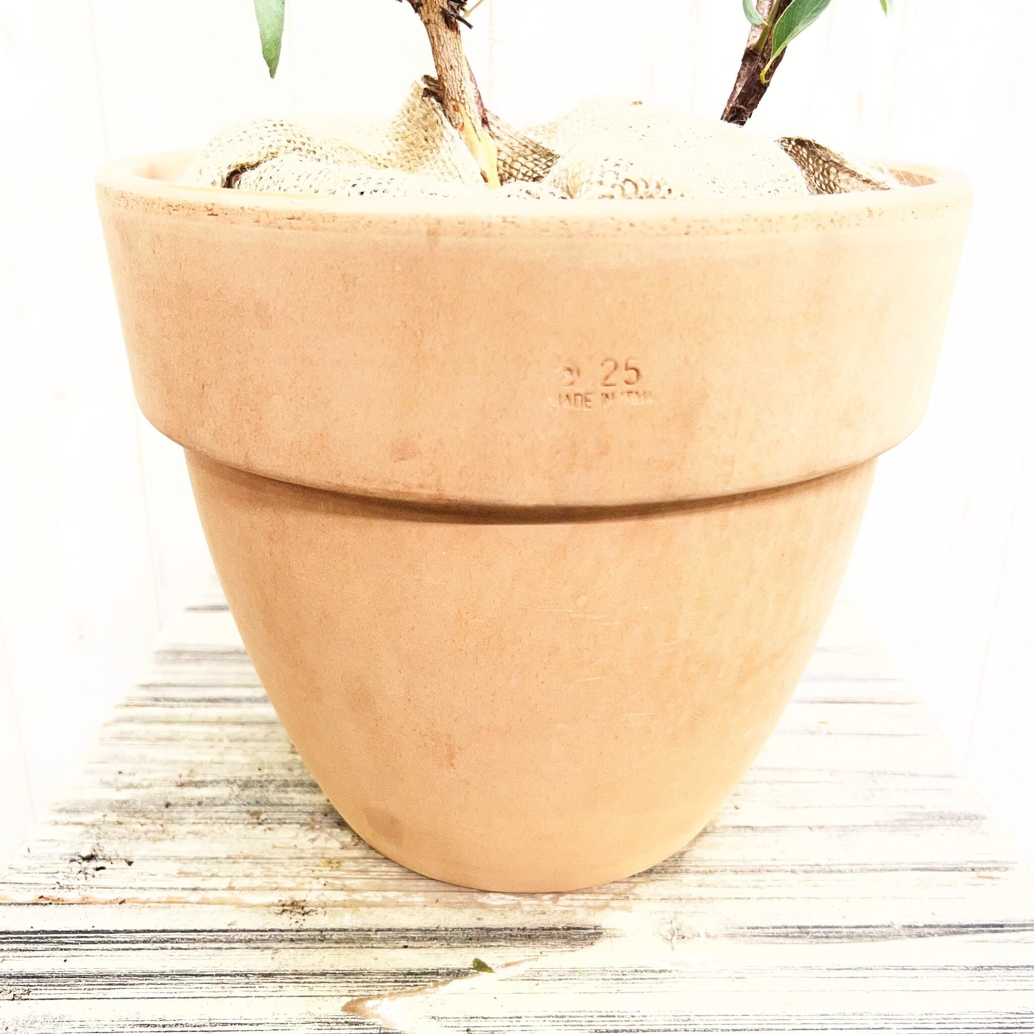 ユーカリ ポポラス テラコッタ鉢植え｜丸葉がかわいい人気品種