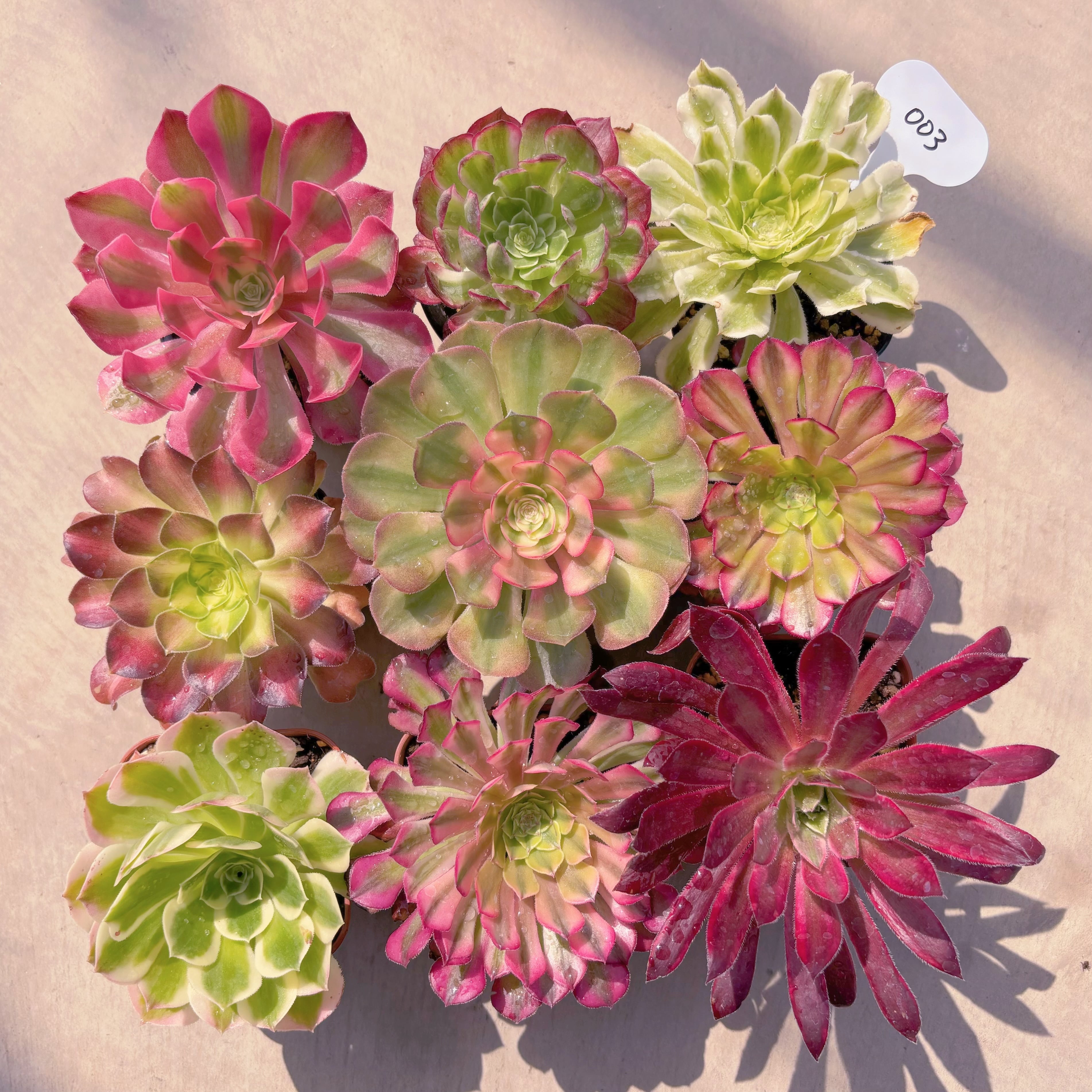 BASE販売会セット003(名無しMix)