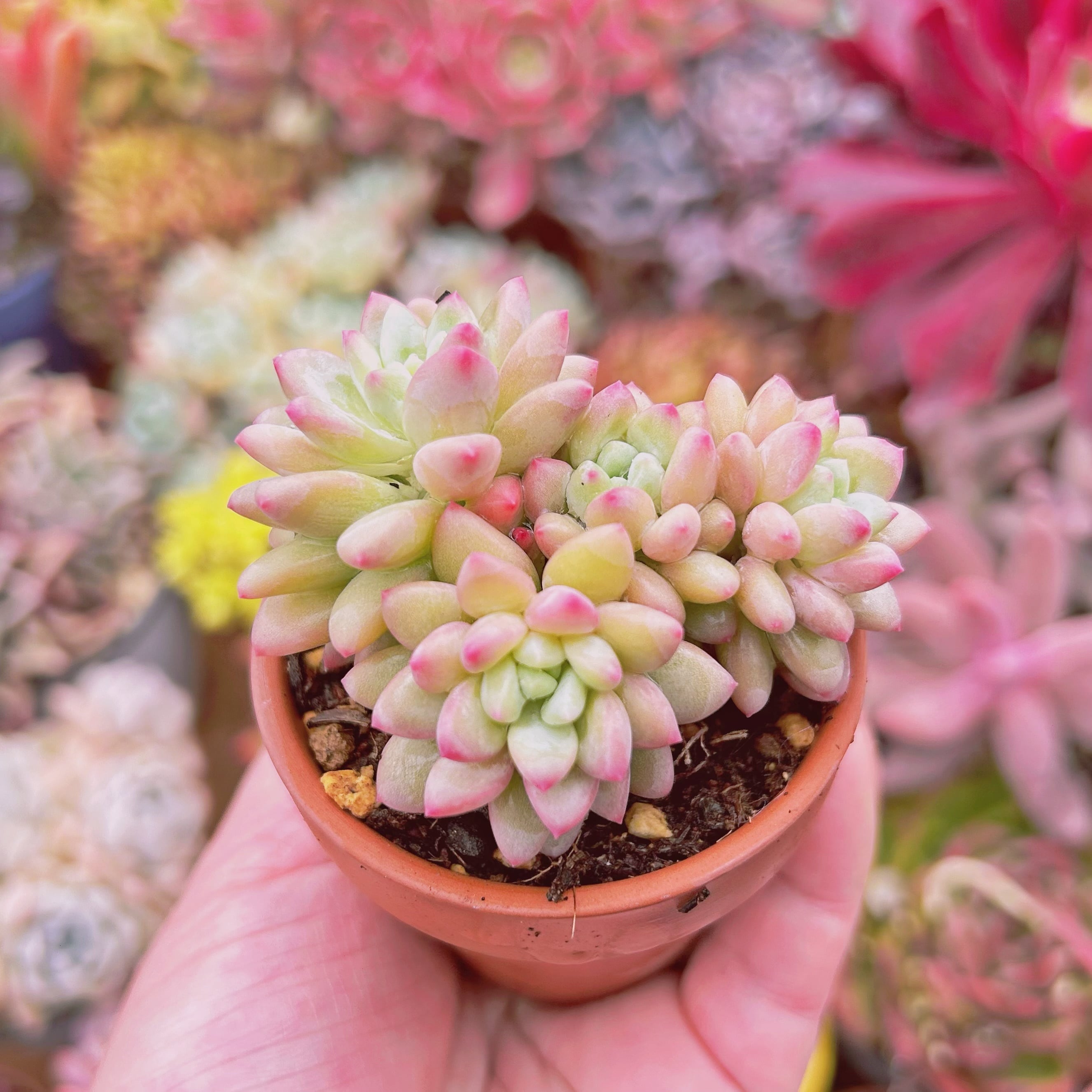 多肉植物 Echeveria 新品種 ストロベリークリーム 3頭以上 | るる農園