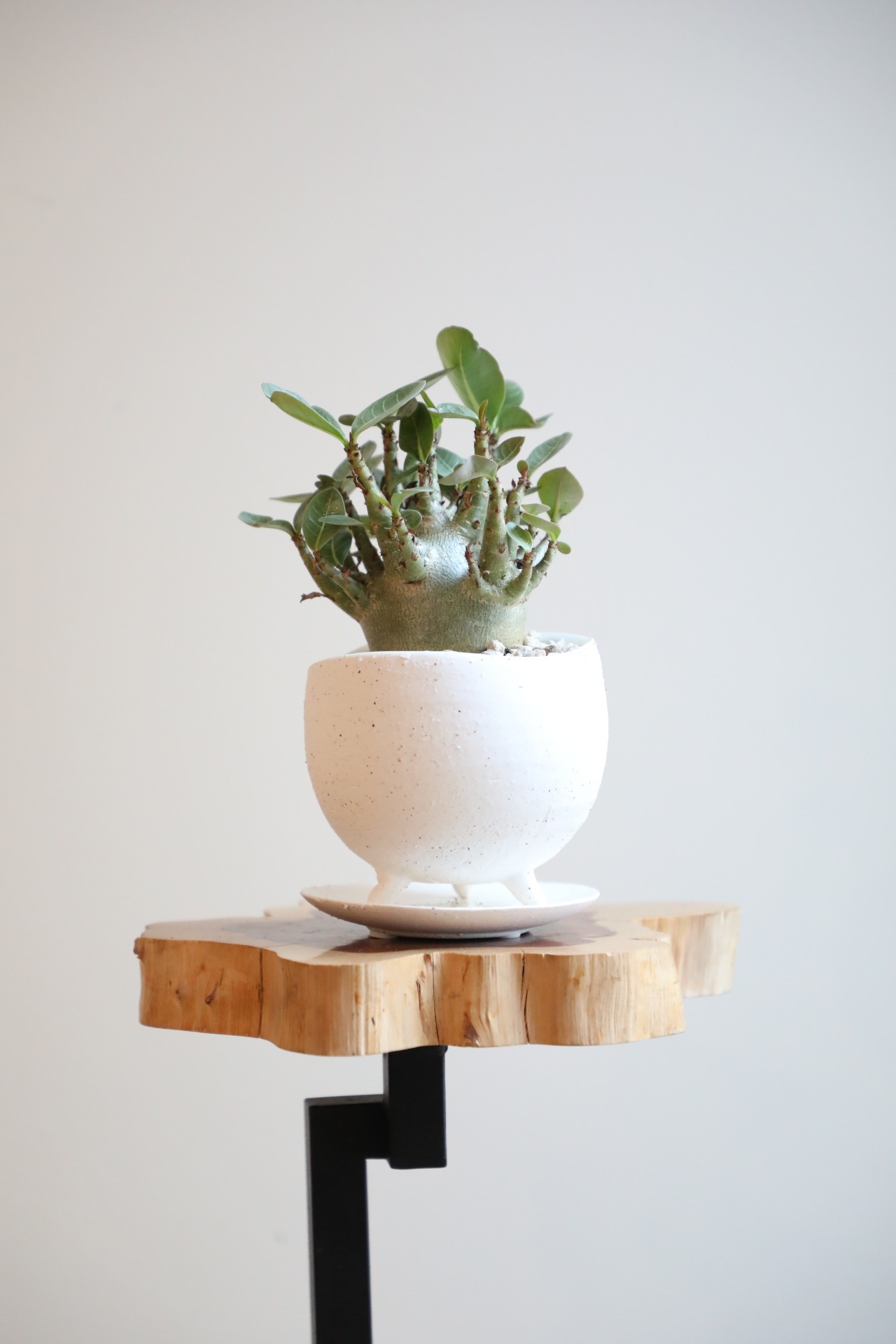 【M】アデニウム モンスター/Adenium arabicum monster ※陶器鉢付き