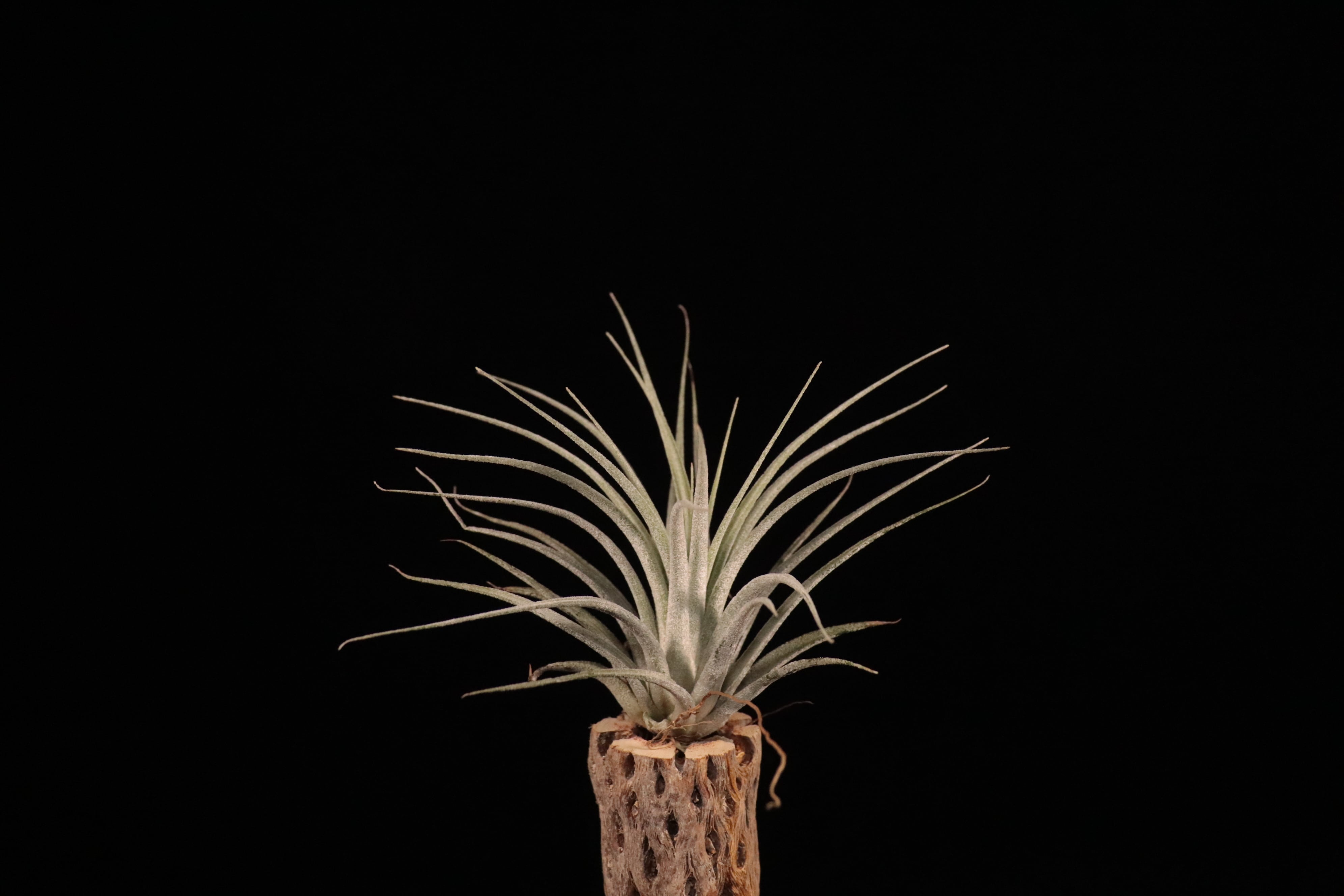 送料無料】'Lucille' x ionantha〔エアプランツ〕現品発送T4835