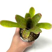 ネオレゲリア 'Pepper' (J.Carrone)【689】