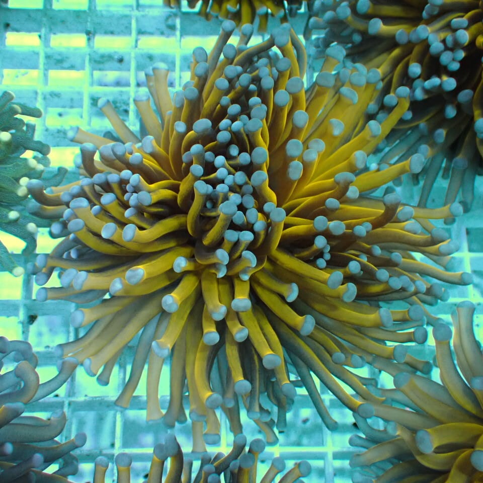 ハナサンゴ / Torch | HOUSE REEF(ハウスリーフ)サンゴ・海水魚・海藻