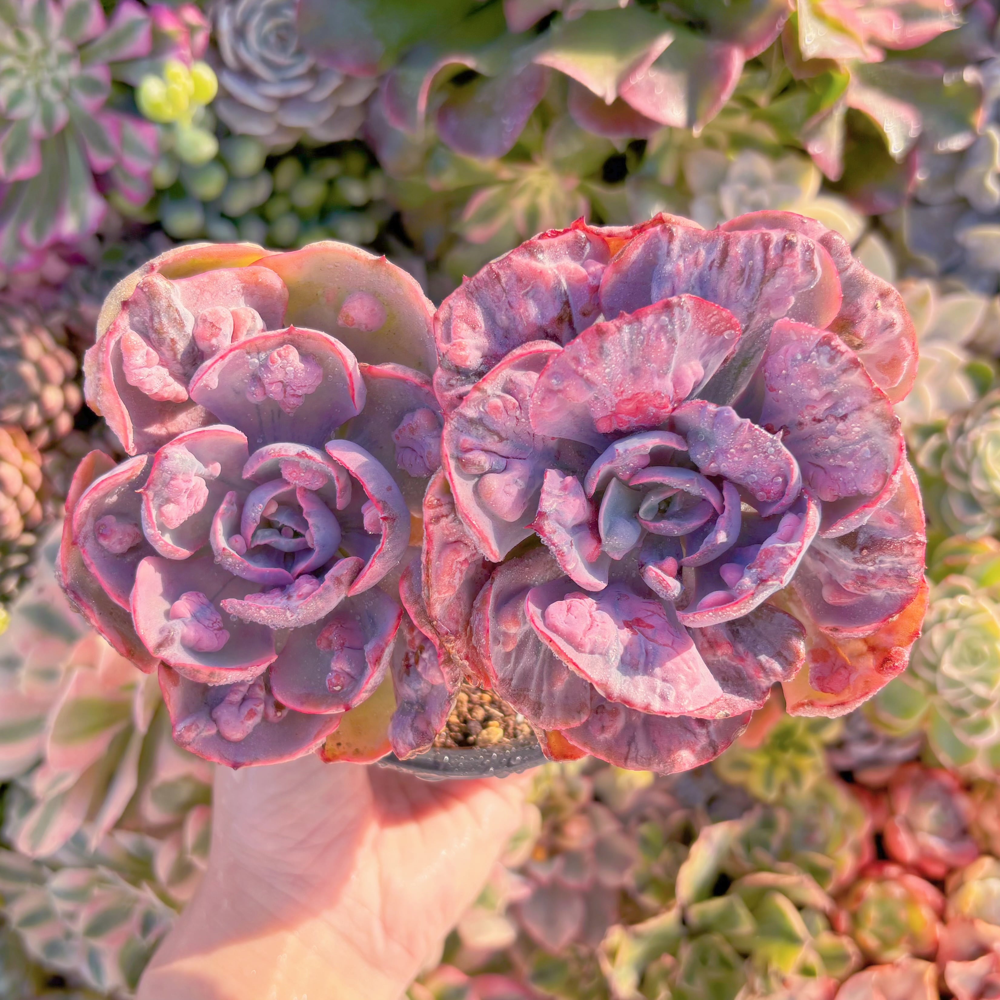 現品　ビヨンセ錦#M271　希少2頭大群生　新入荷　るる農園