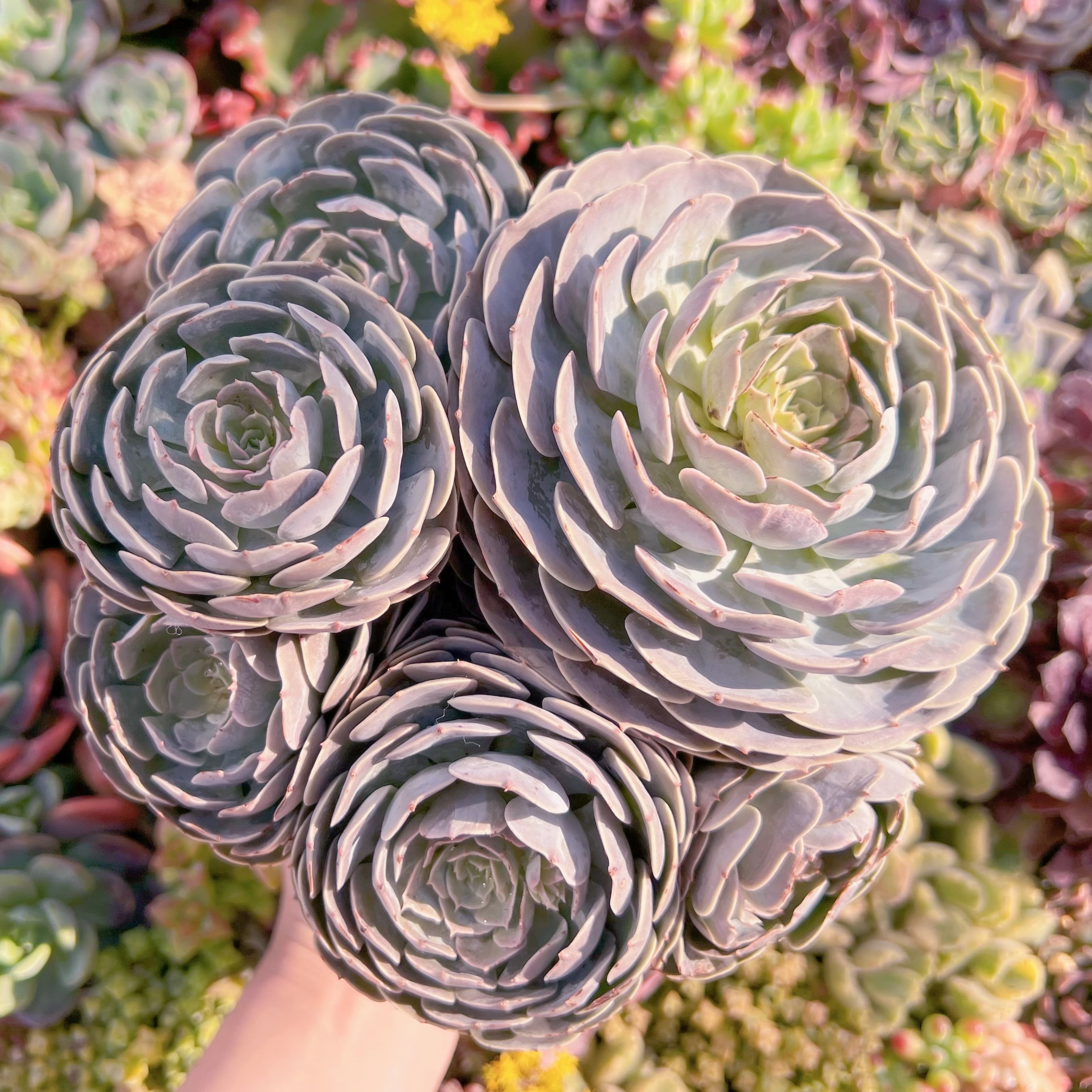 現品　天賜#M238　特大群生　新入荷　るる農園