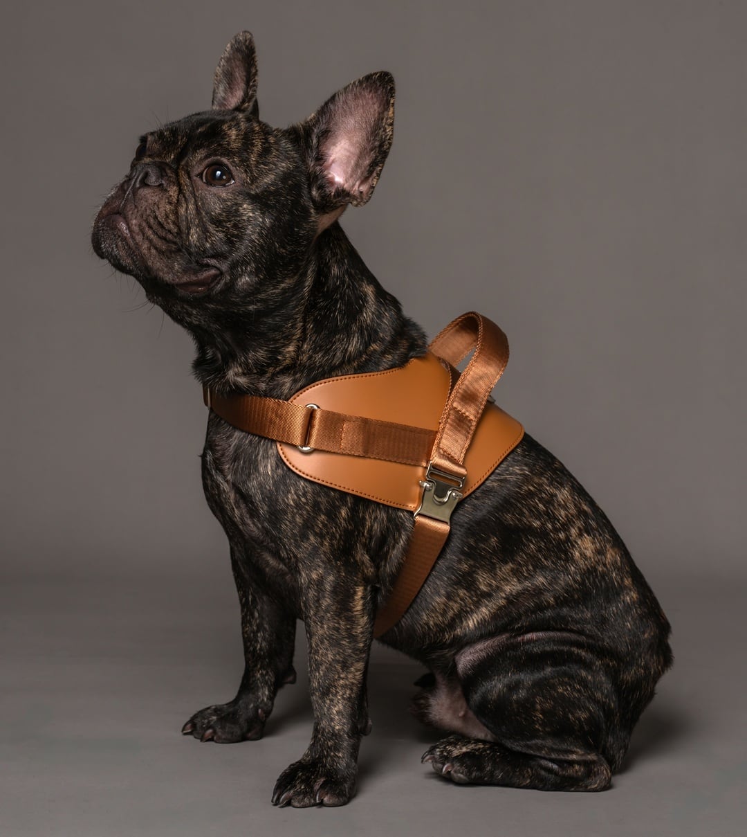 Mサイズ」サドルハーネス【HOZI】 | HOZI(ホジ)