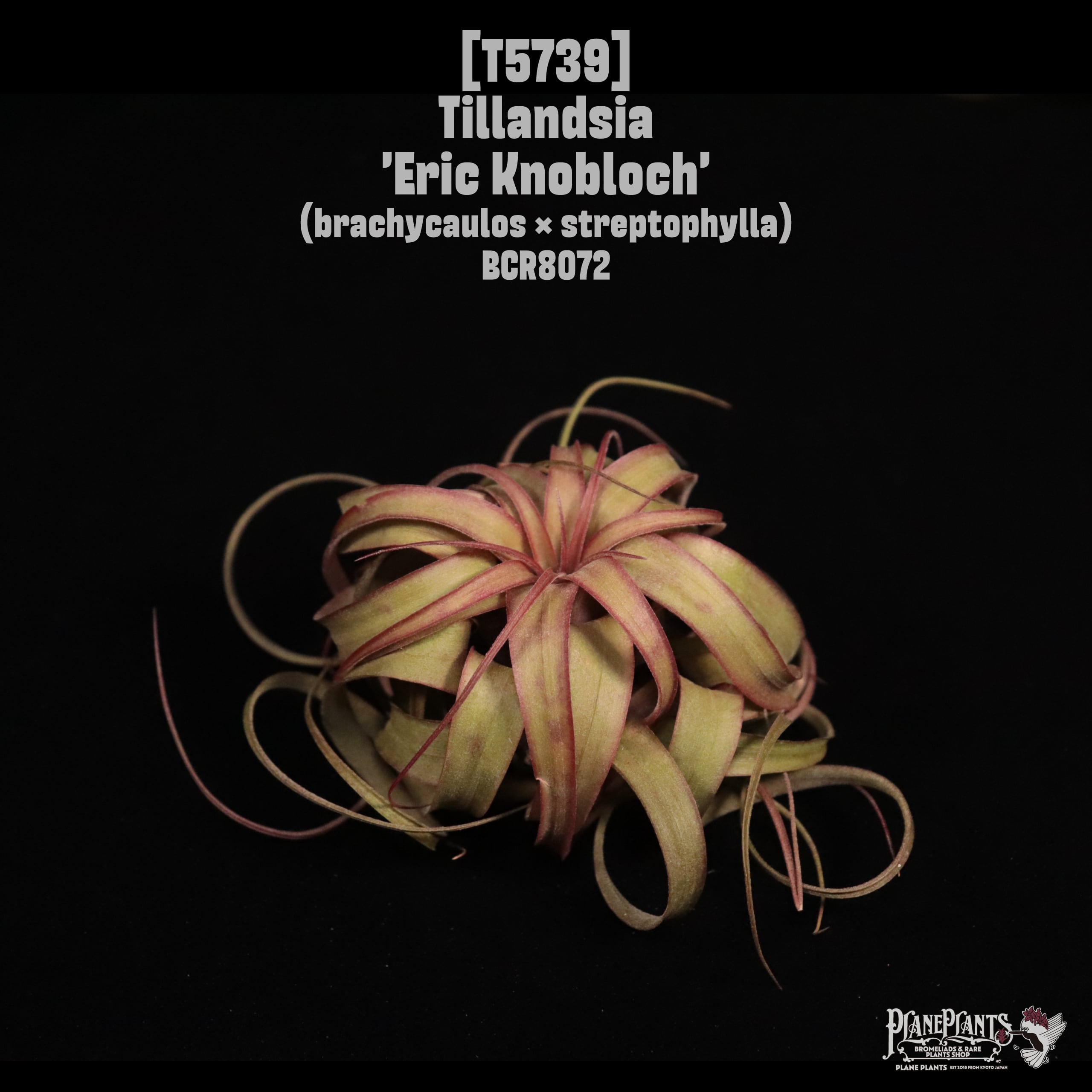 Tillandsia 'Eric Knobloch'〔ティランジア〕T5739