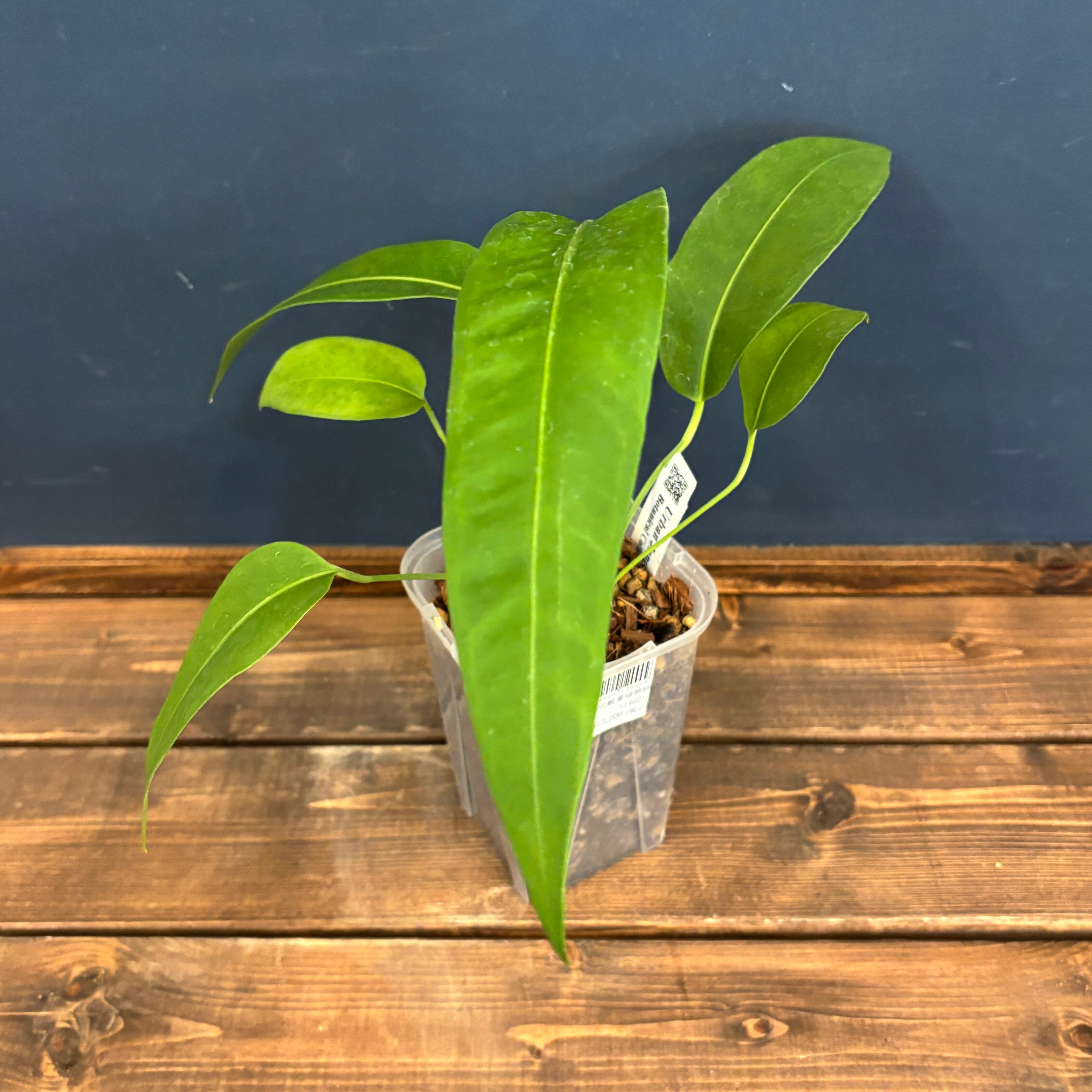 アンスリウム モロナ スーパーカール【112】 | PROTOLEAF プロト