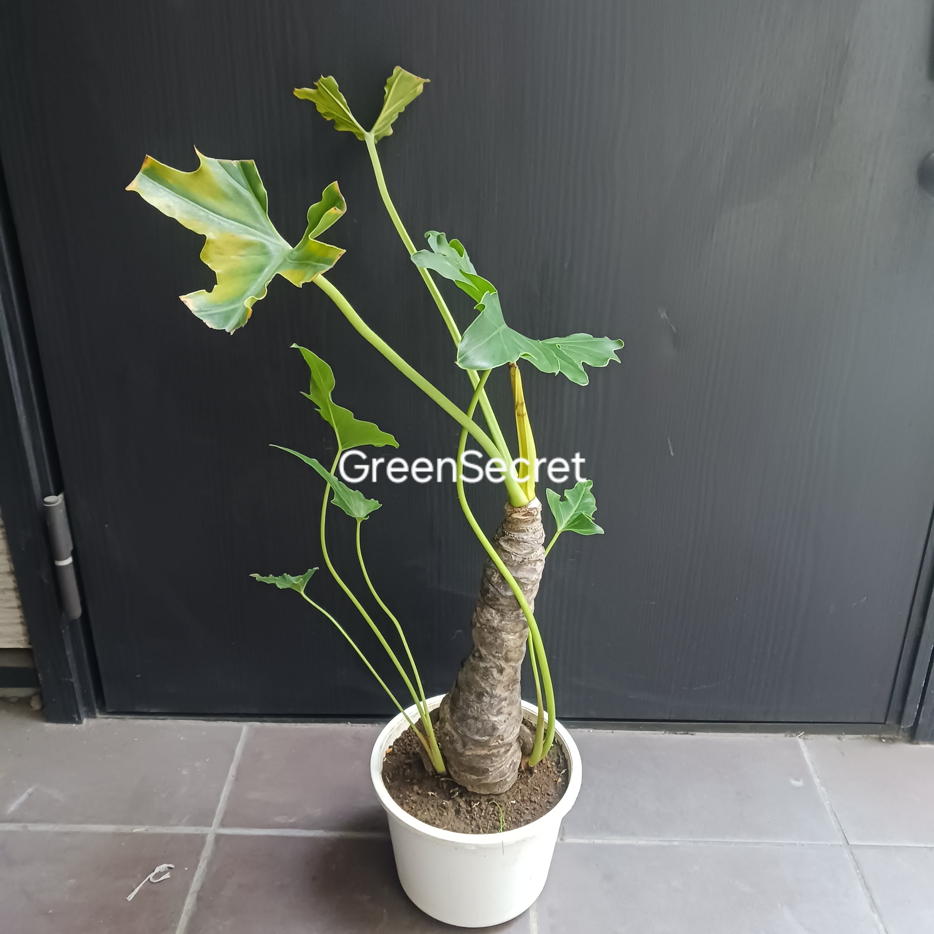 引取限定★1 セローム 10号　幹上がり　幹立ち　観葉植物 10 セローム 6号 幹上がり 幹立ち | GreenSecret