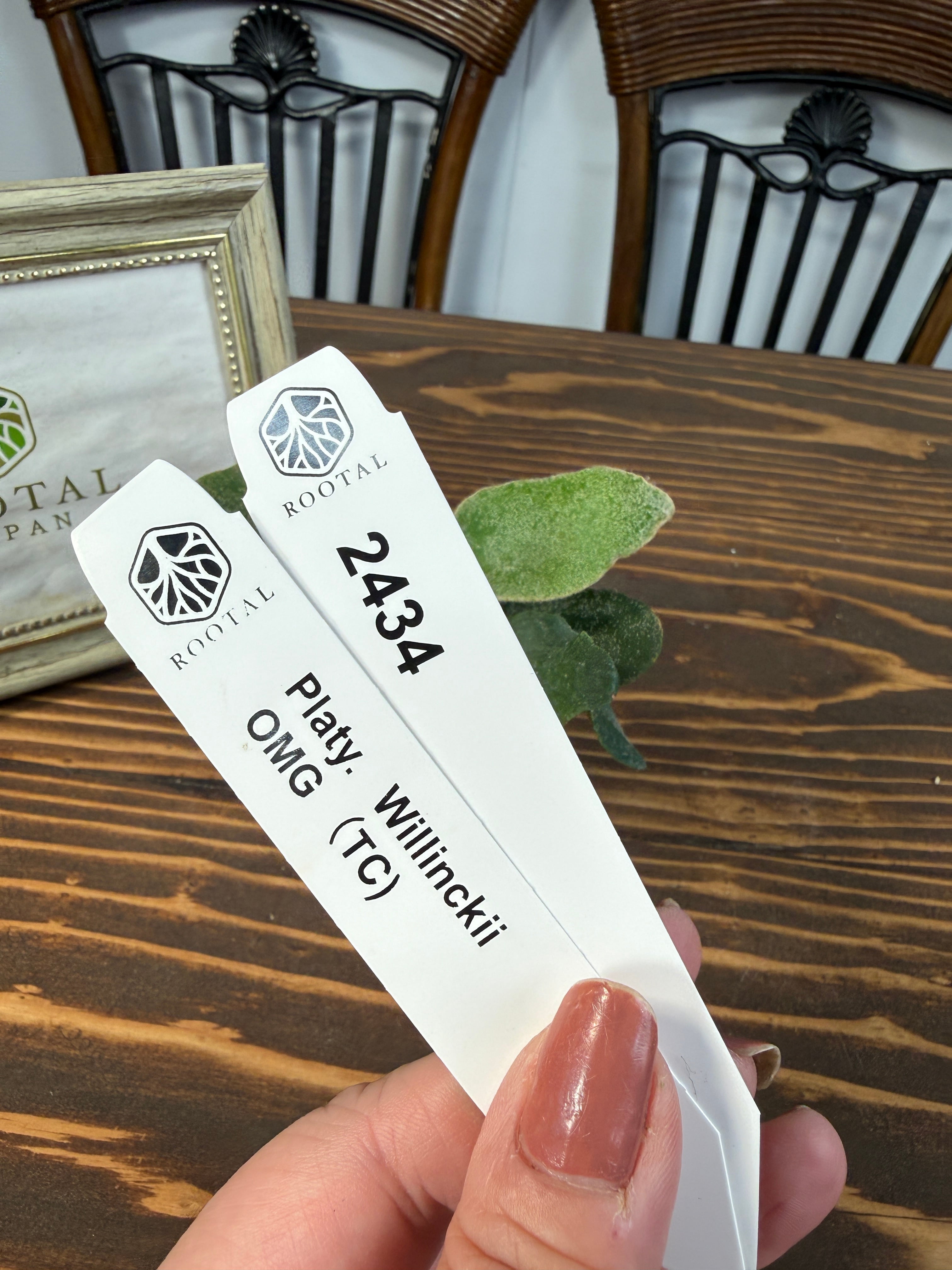 ★2434【驚嘆の造形美、OMGの名にふさわしく】ビカクシダ ウィリンキーOMG TC(2号ポット)