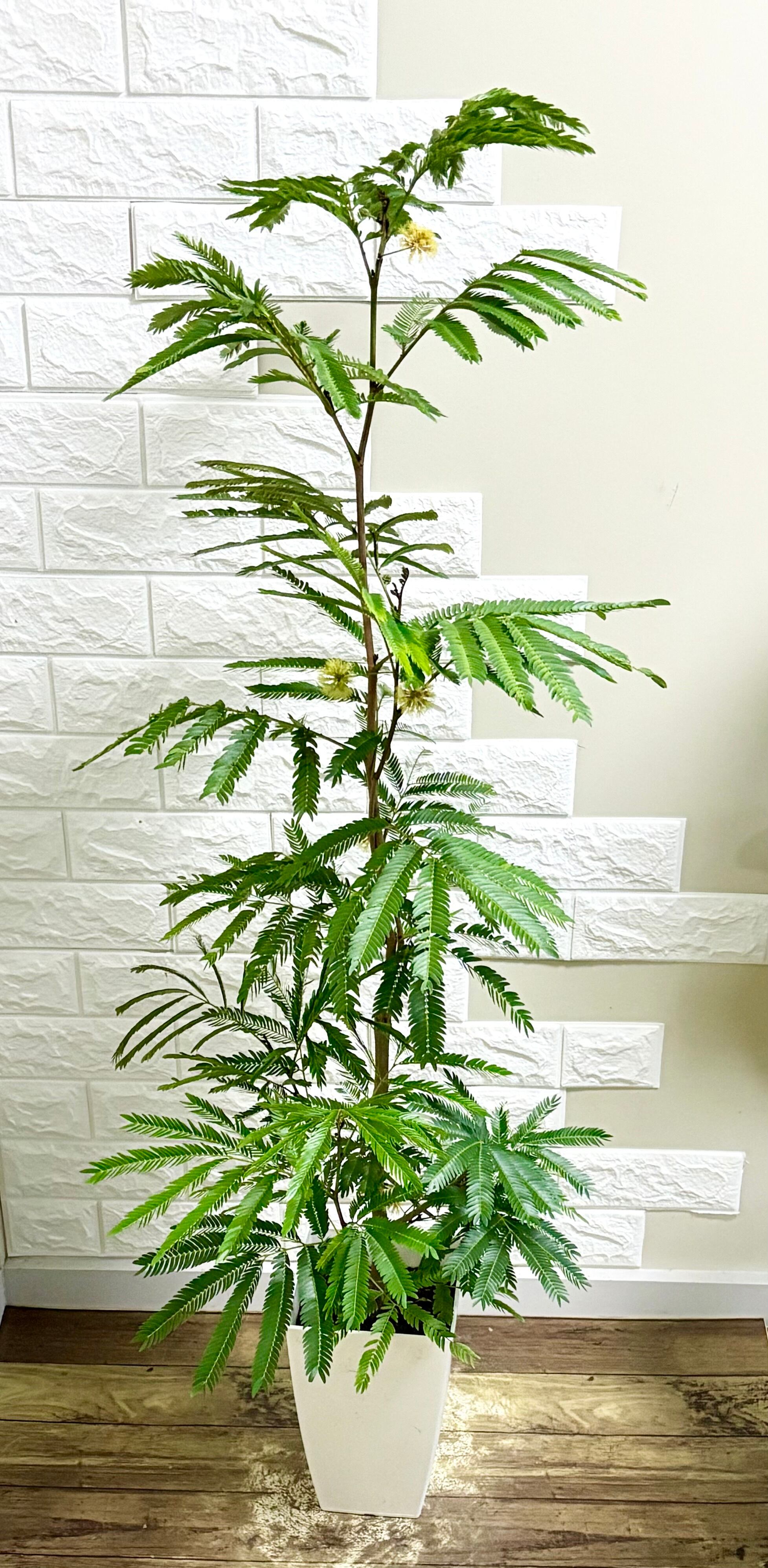 エバーフレッシュ⭐️観葉植物 | 観葉植物のお店 feerie（フェリエ）