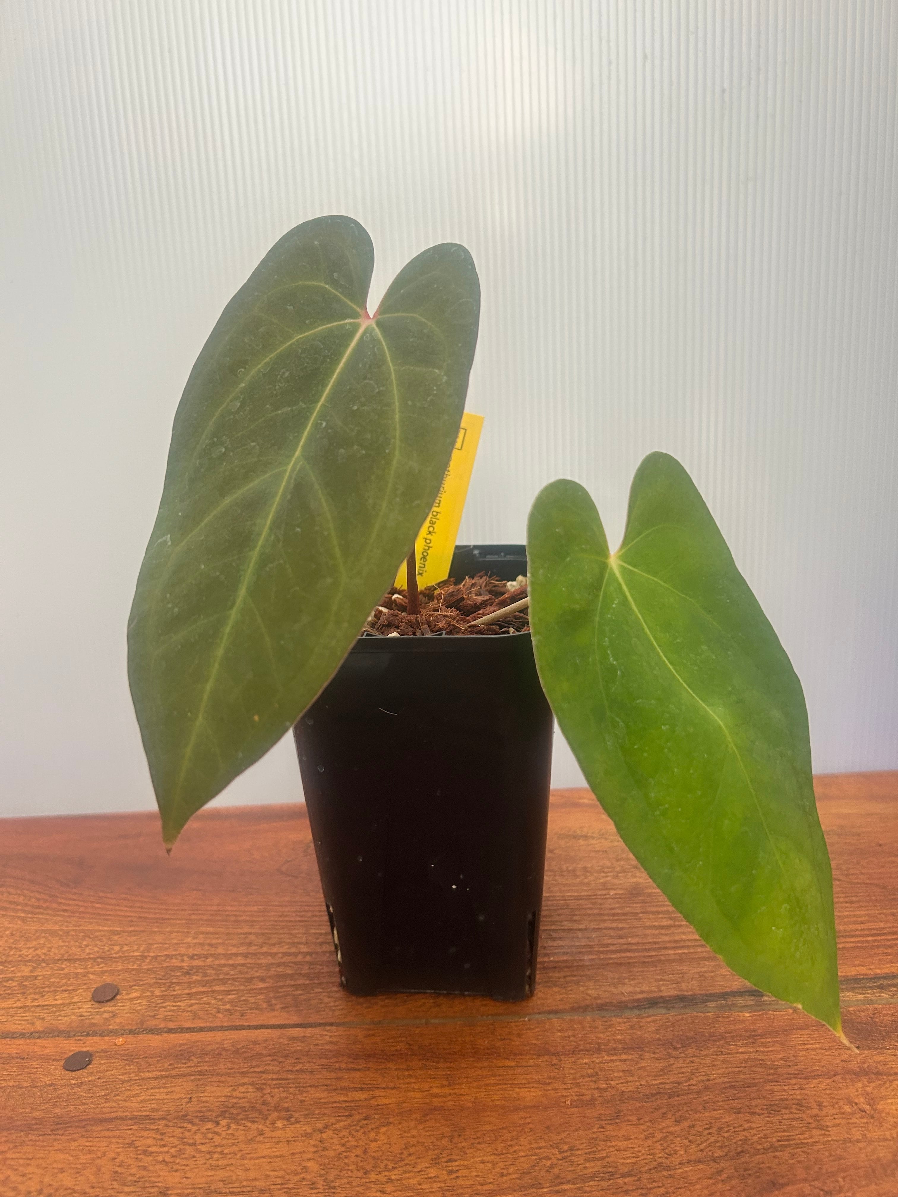 Anthurium | BA PLants