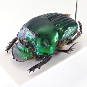 パラグアイ産 Diabroctis mirabilis ♂♀ 17mm/17mm