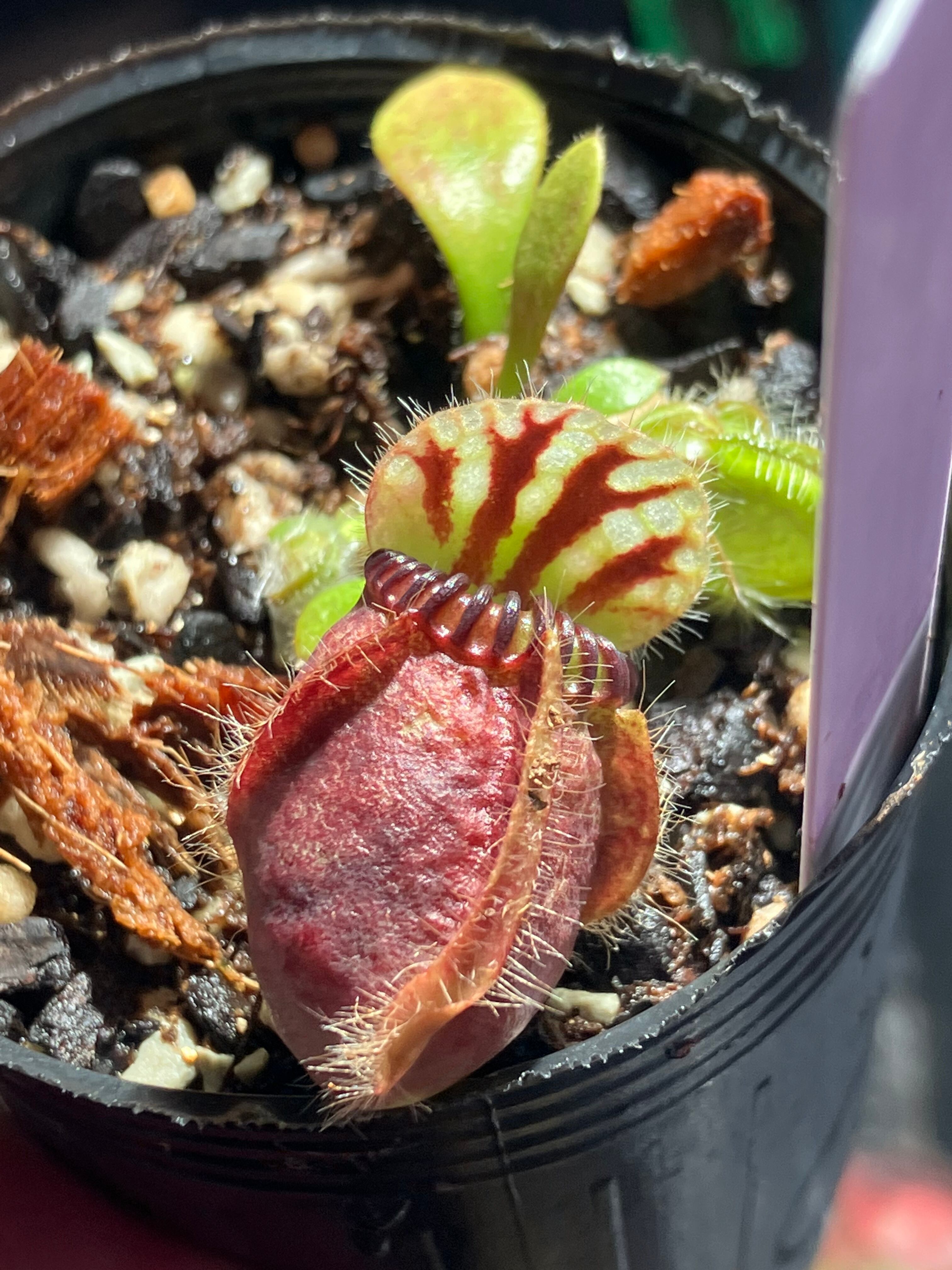 CE] Cephalotus follicularis ex Botanical Garden Wilhelma CK