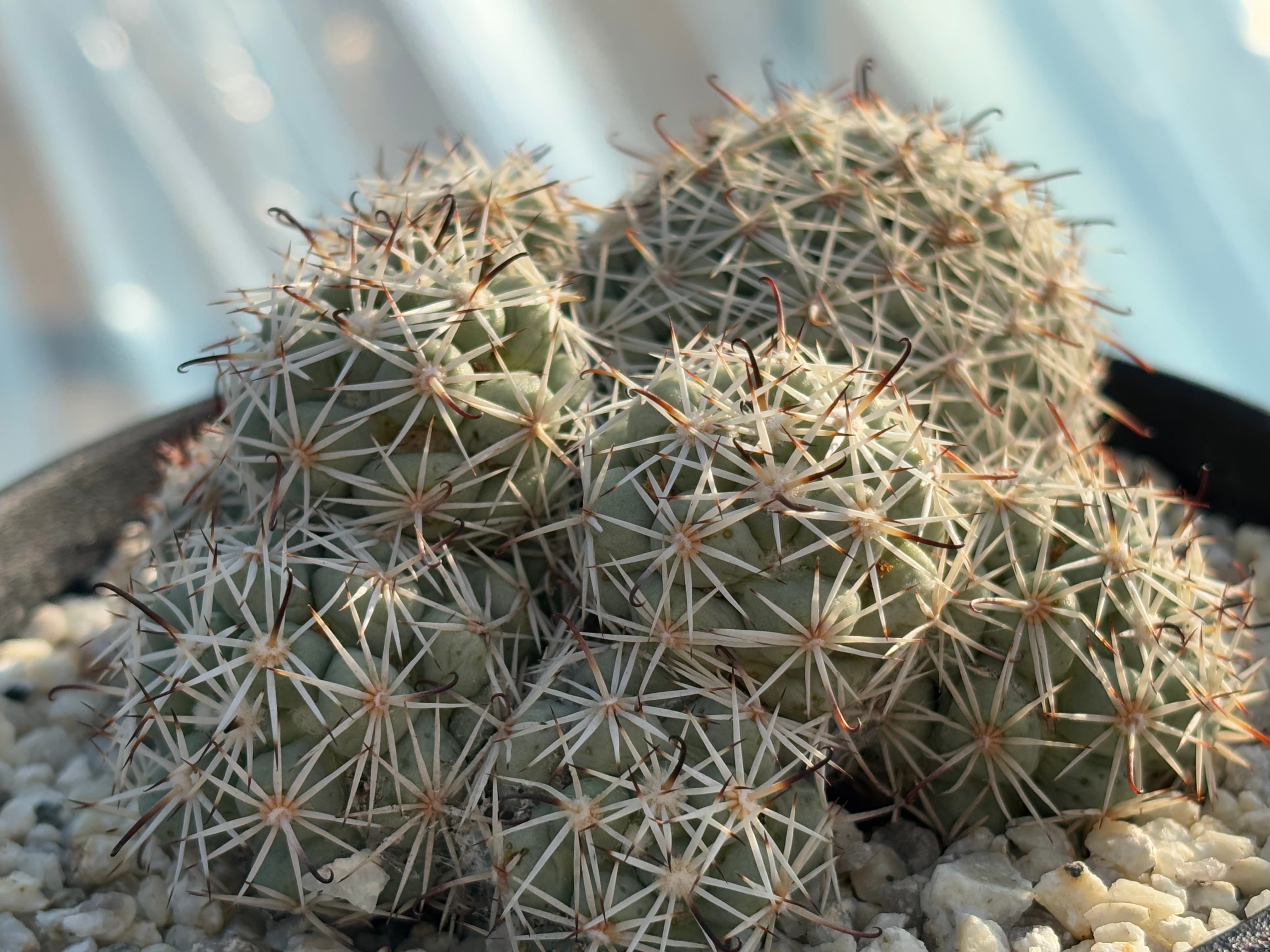 種子】Mammillaria Schumannii マミラリア 蓬莱宮 サボテン | plants