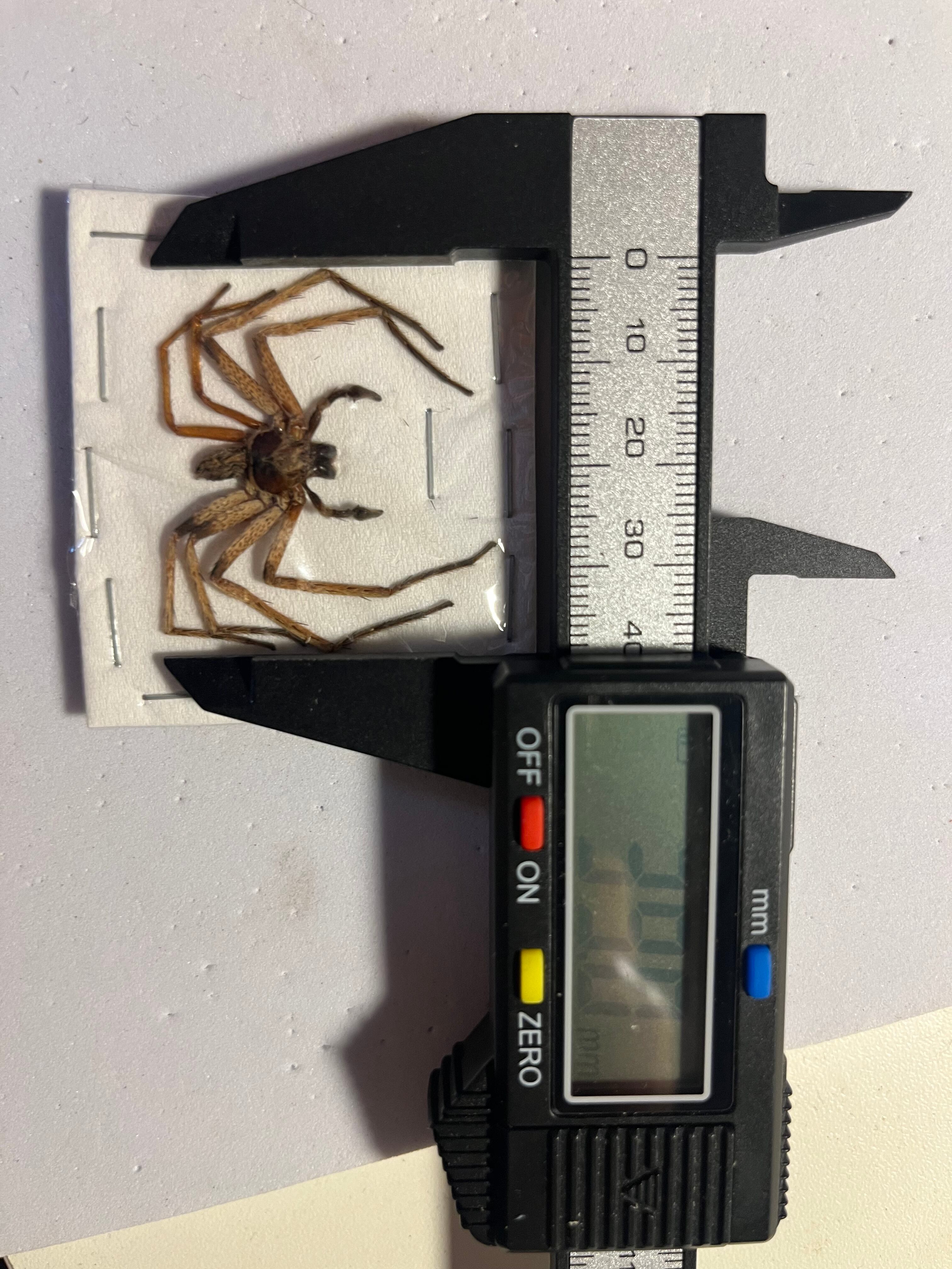 伝説ノ蝉】フウセンゼミ ハラブトゼミ Cystosoma saundersii 昆虫標本