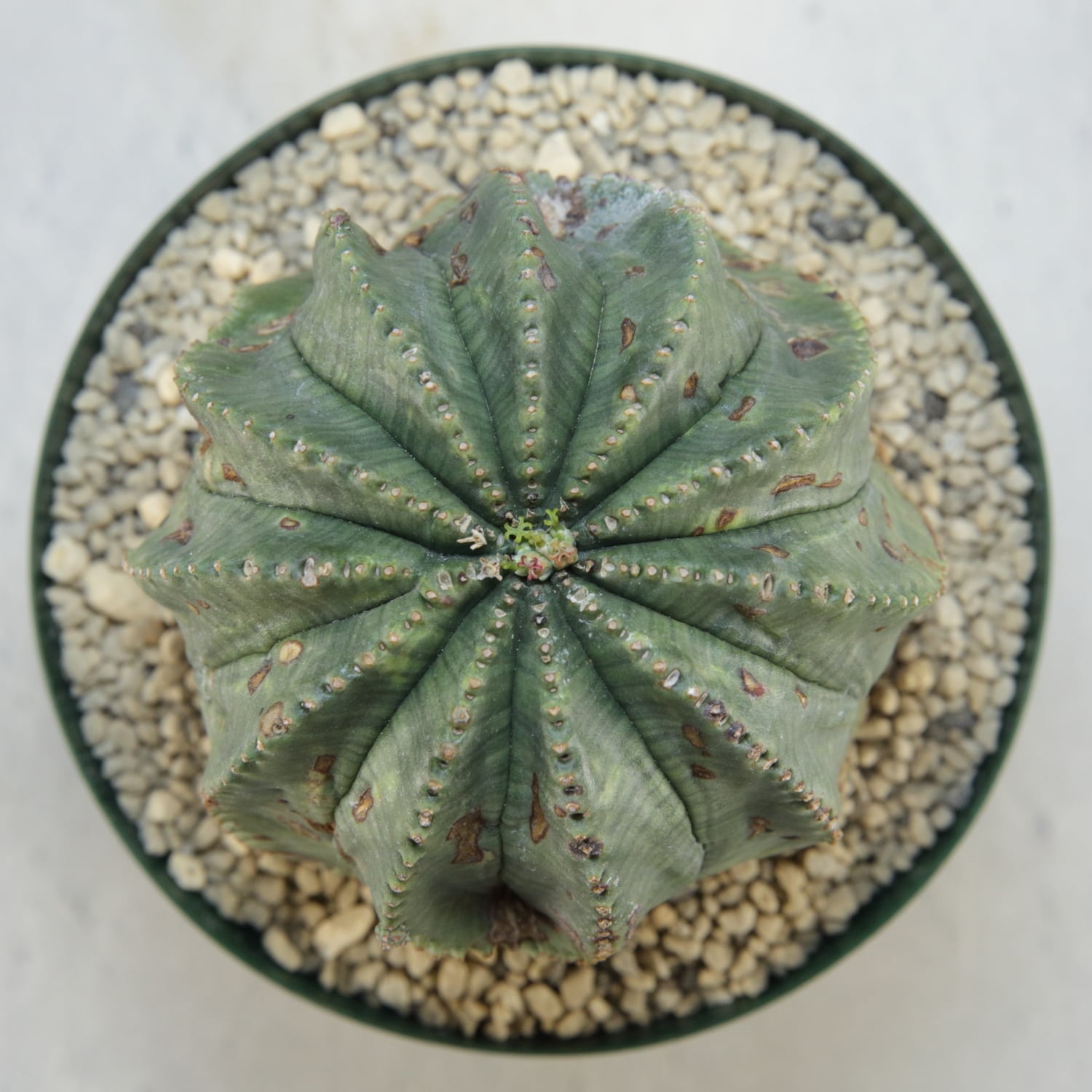 メス株【厳選株】大株 最大幅約8.4cm 捻じれ オベサ / ユーフォルビア